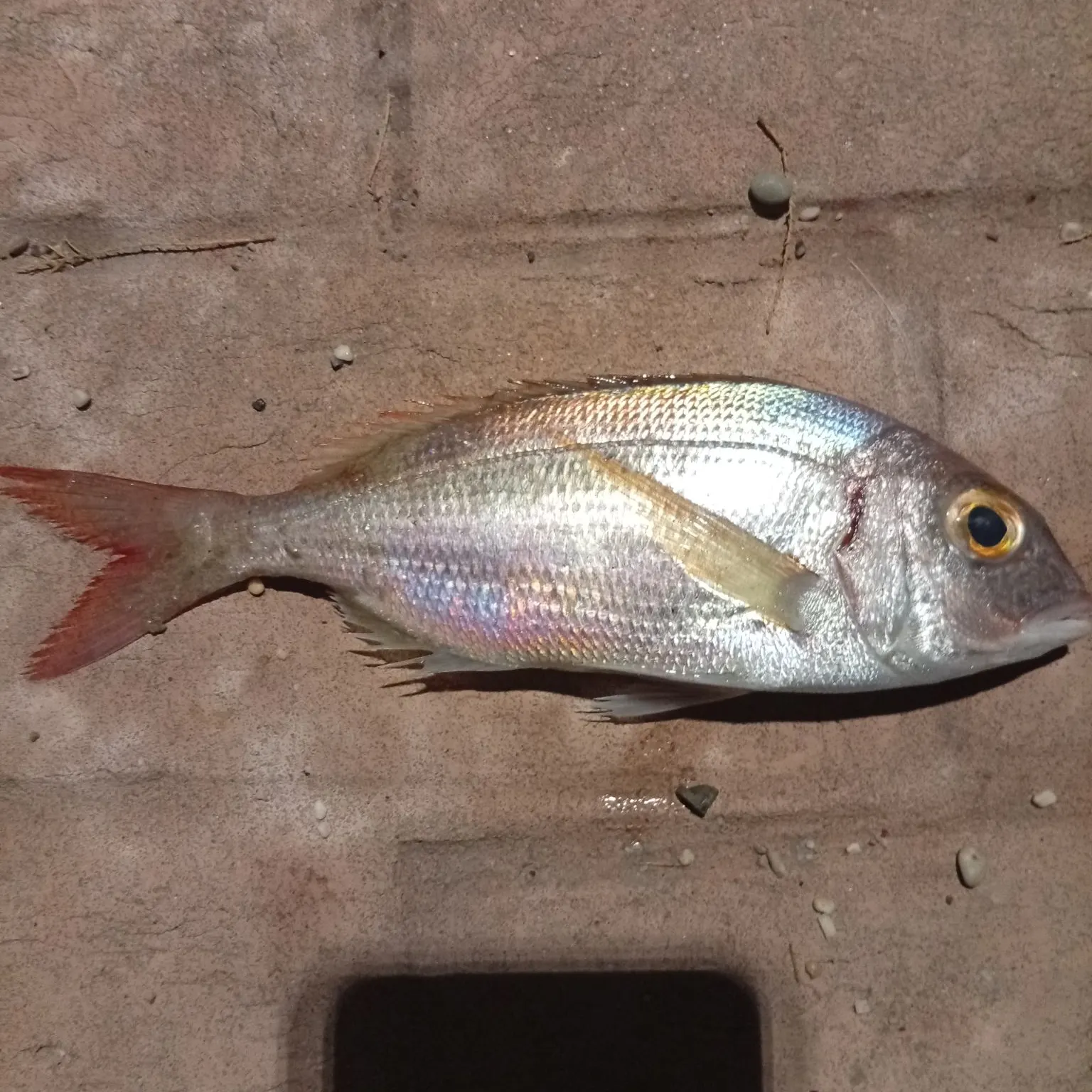 The most recent Common pandora catches on Fishbrain