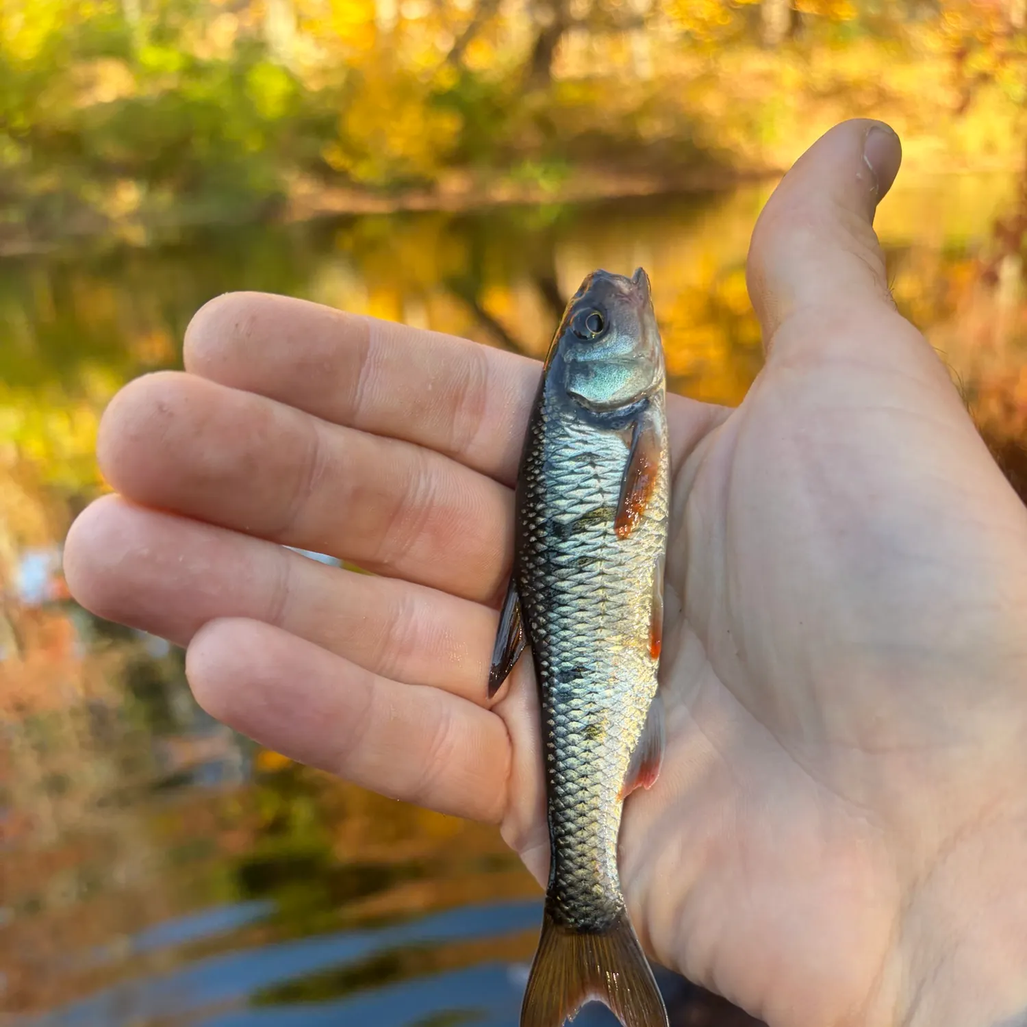 Common shiner caught on Fishbrain