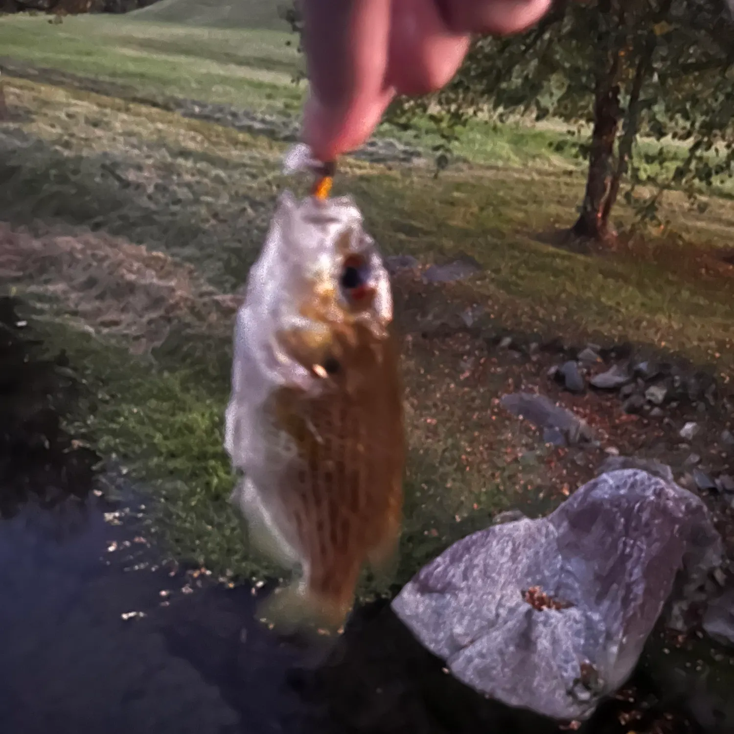 Smallmouth bass caught on Fishbrain