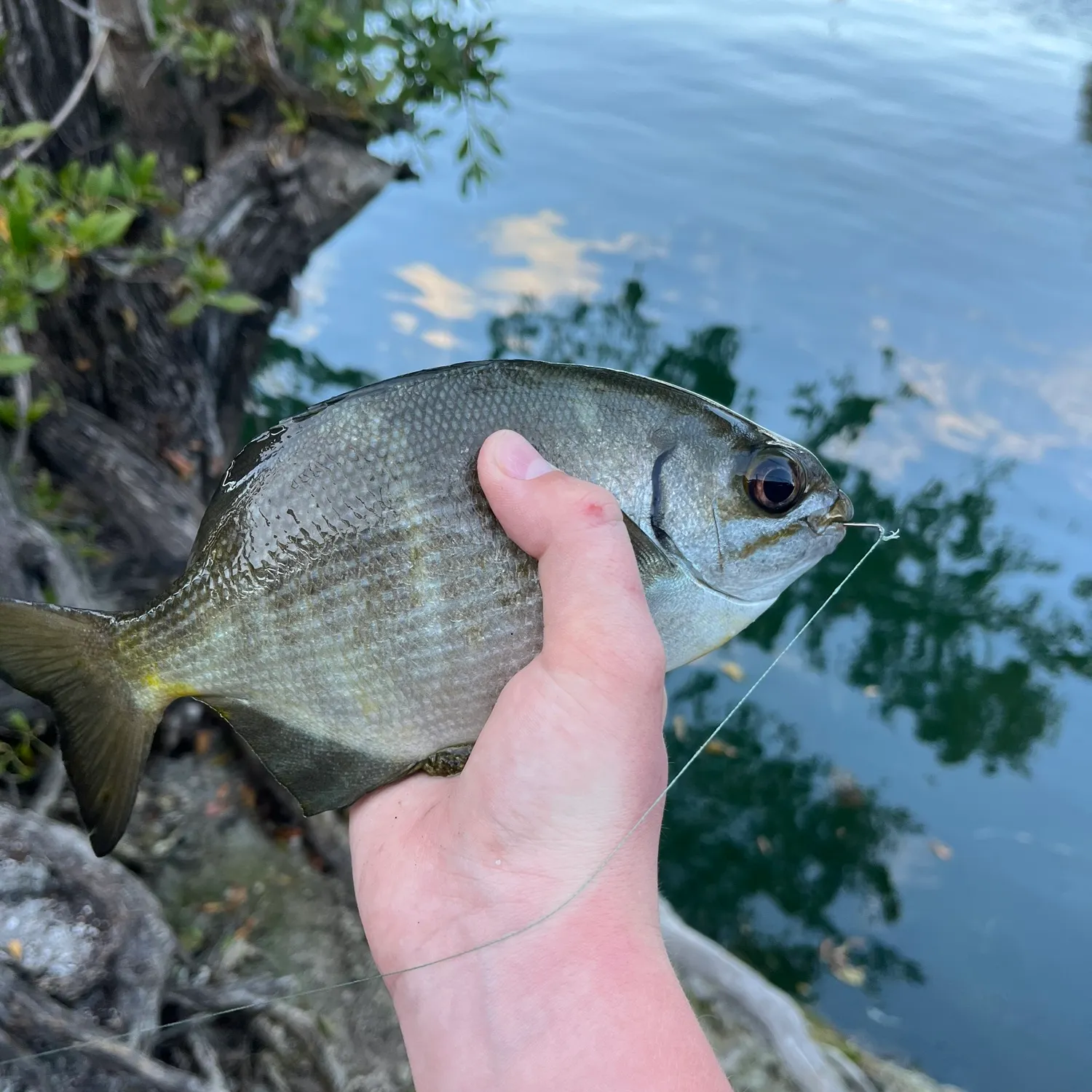 The most recent Bermuda sea chub catches on Fishbrain