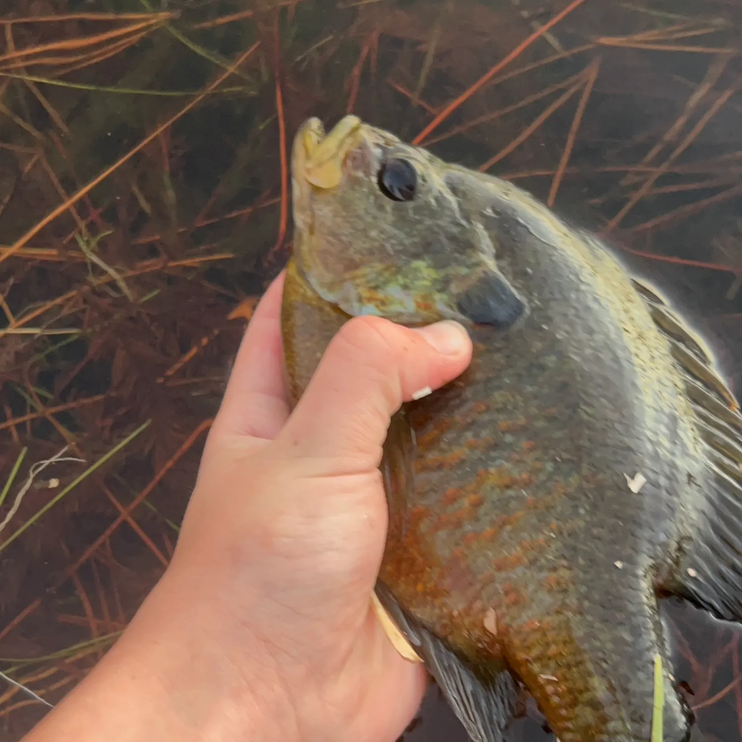 The most recent Spotted sunfish catches on Fishbrain