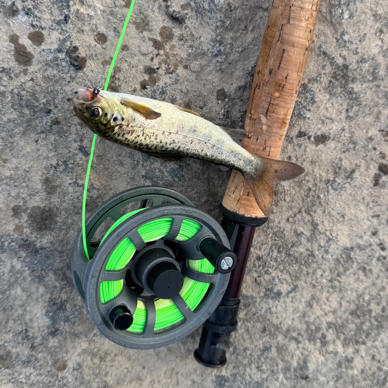 The most recent Atlantic salmon catches on Fishbrain