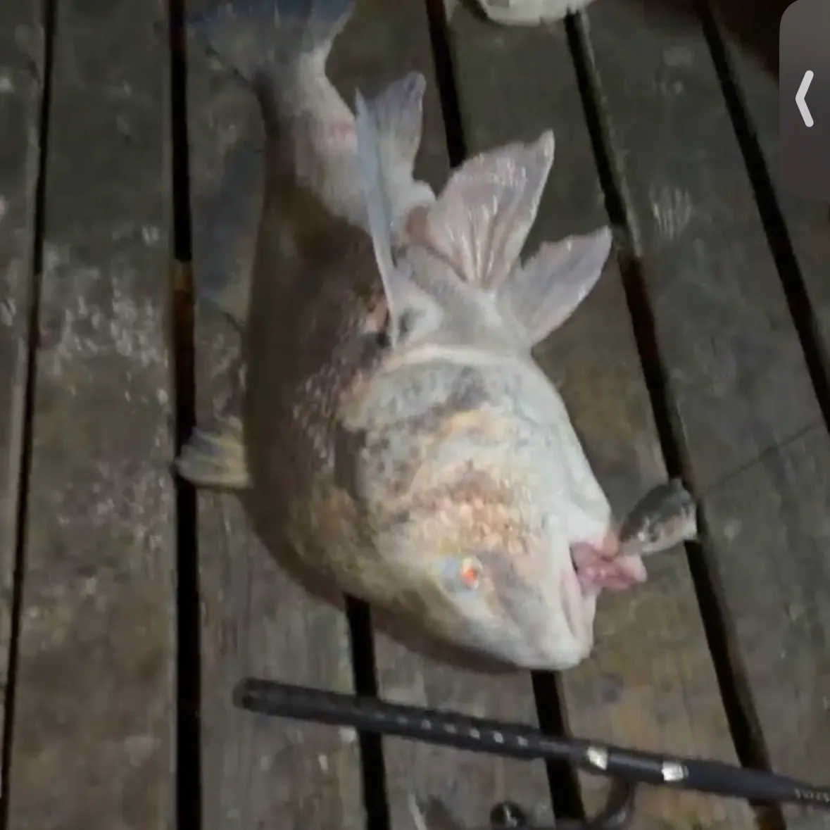 The most recent Black drum catches on Fishbrain