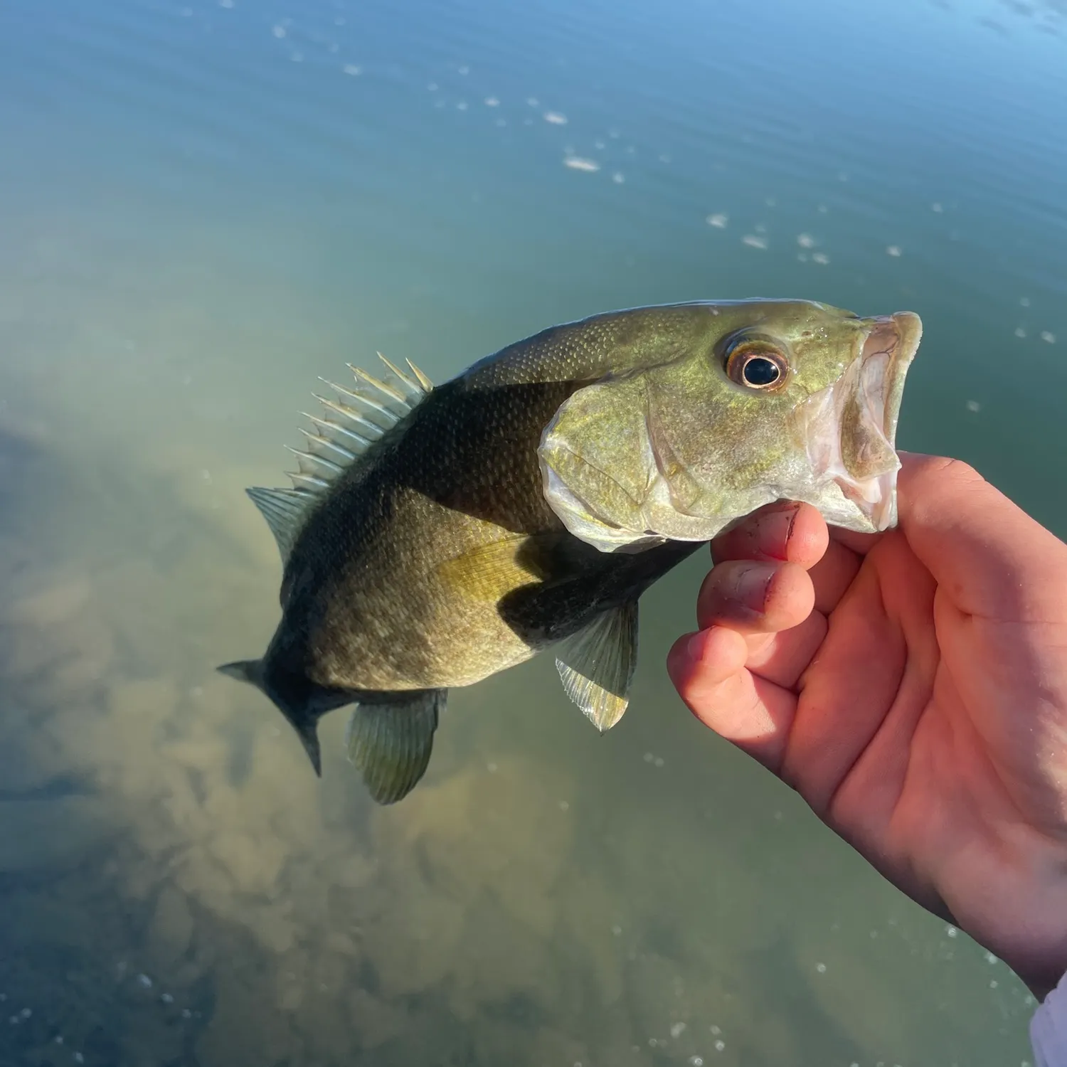 Smallmouth bass caught on Fishbrain