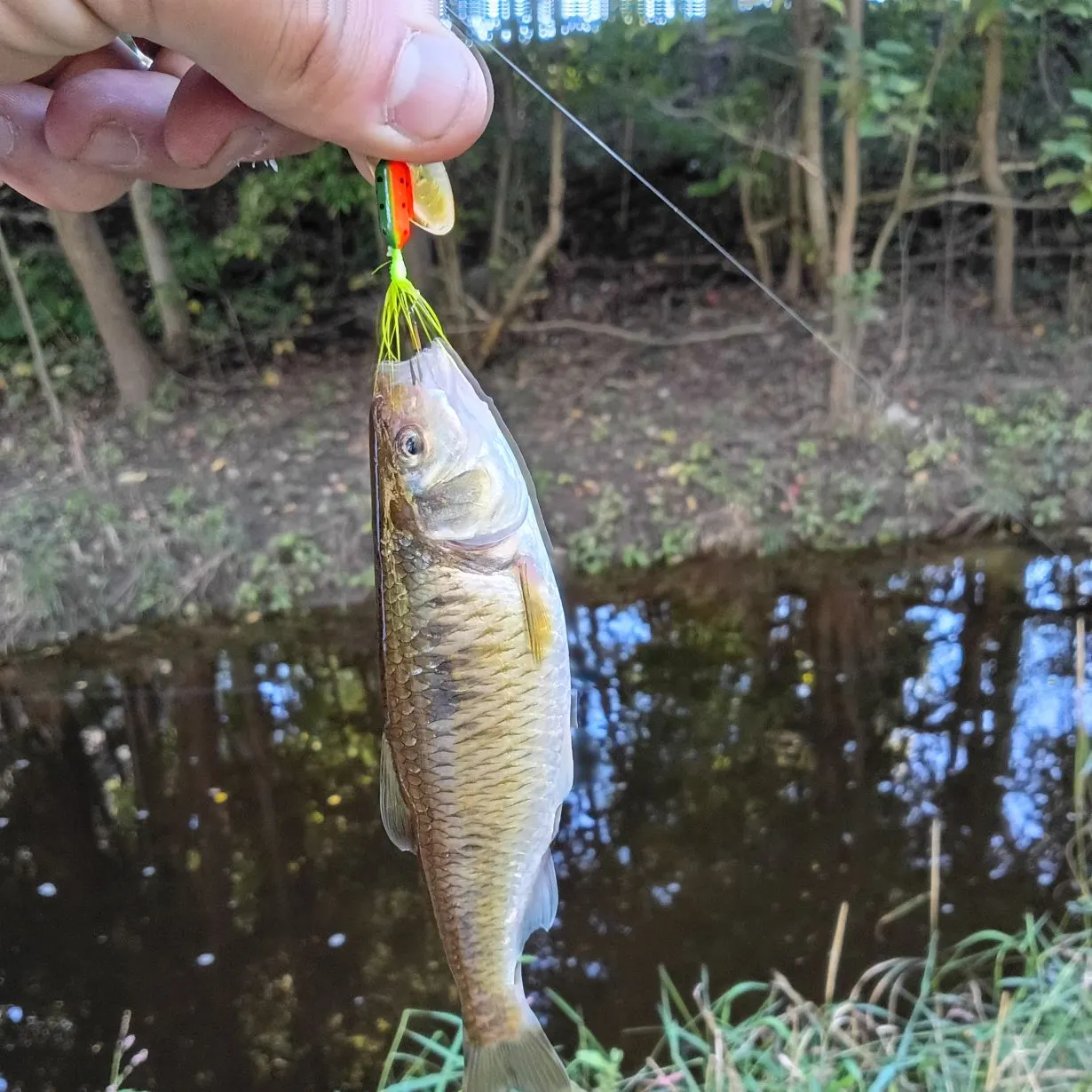 Striped shiner caught on Fishbrain
