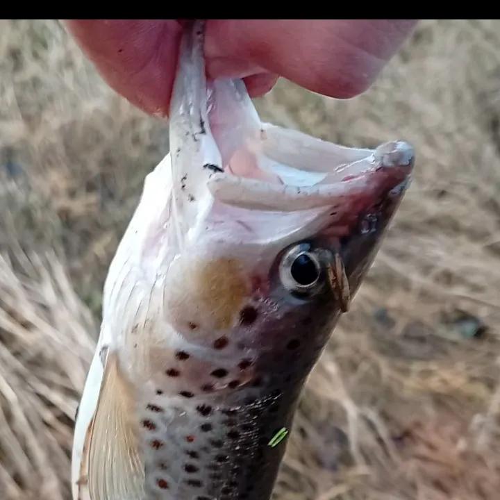 The most recent Brown trout catches on Fishbrain