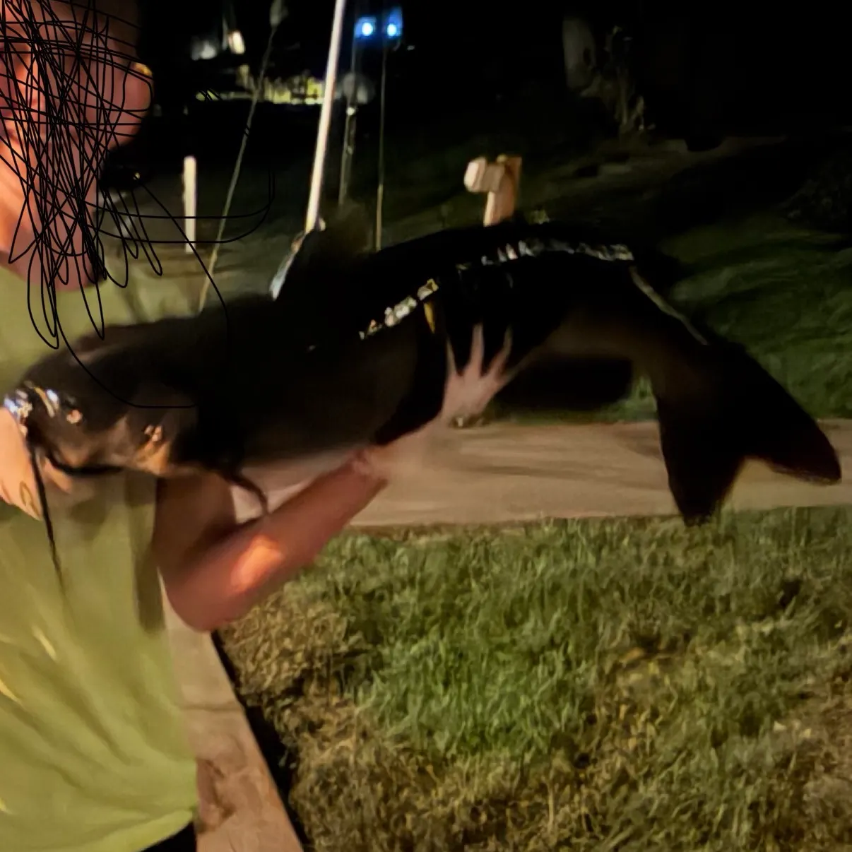 Channel catfish caught on Fishbrain