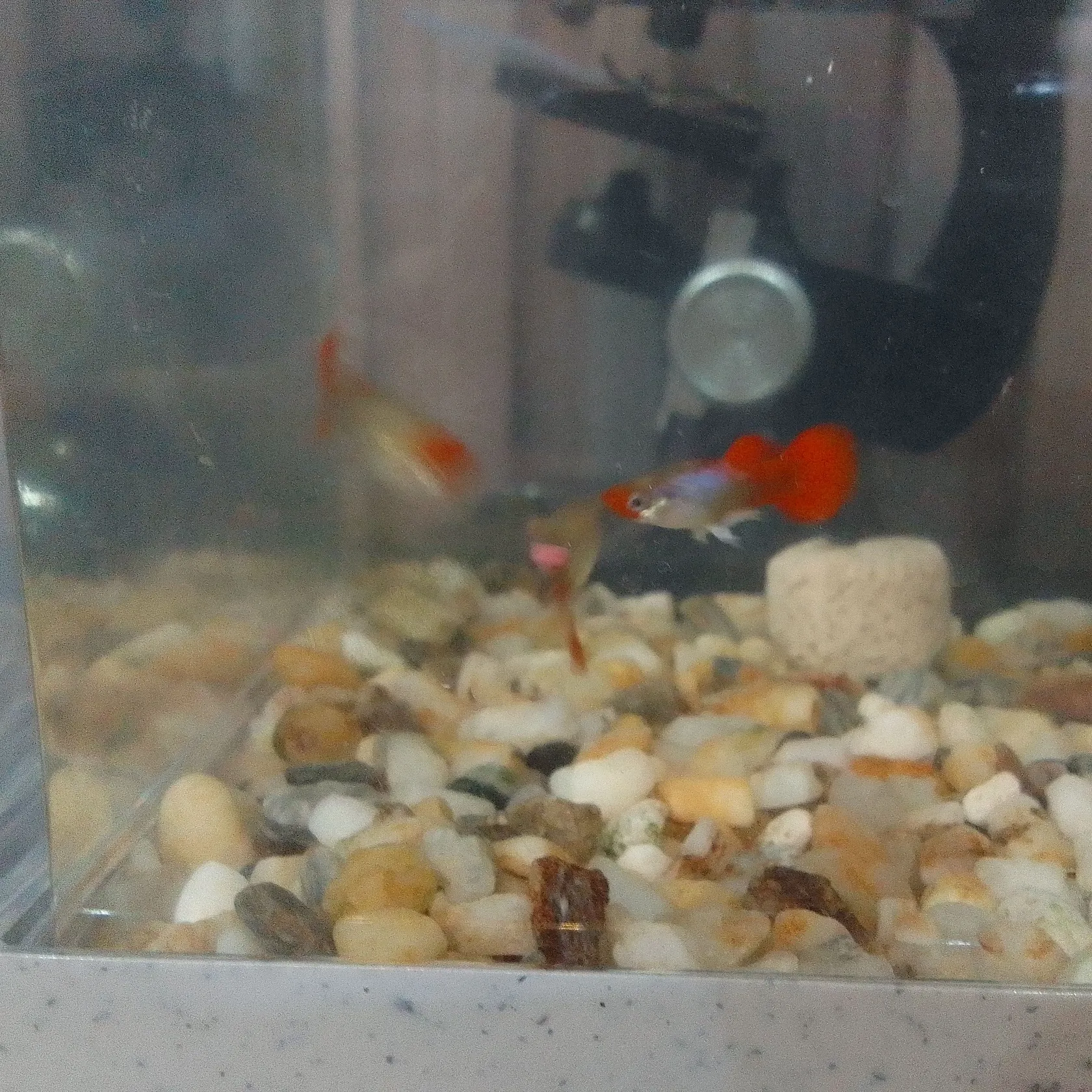 The most recent Bigeye trevally catches on Fishbrain