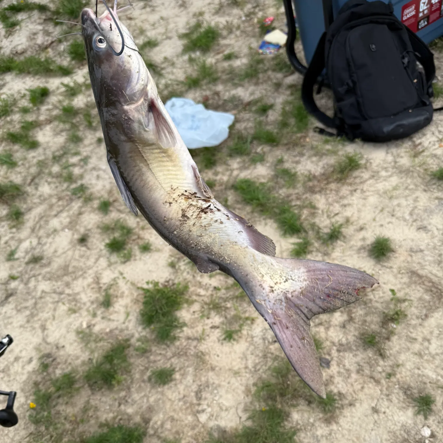 Channel catfish caught on Fishbrain