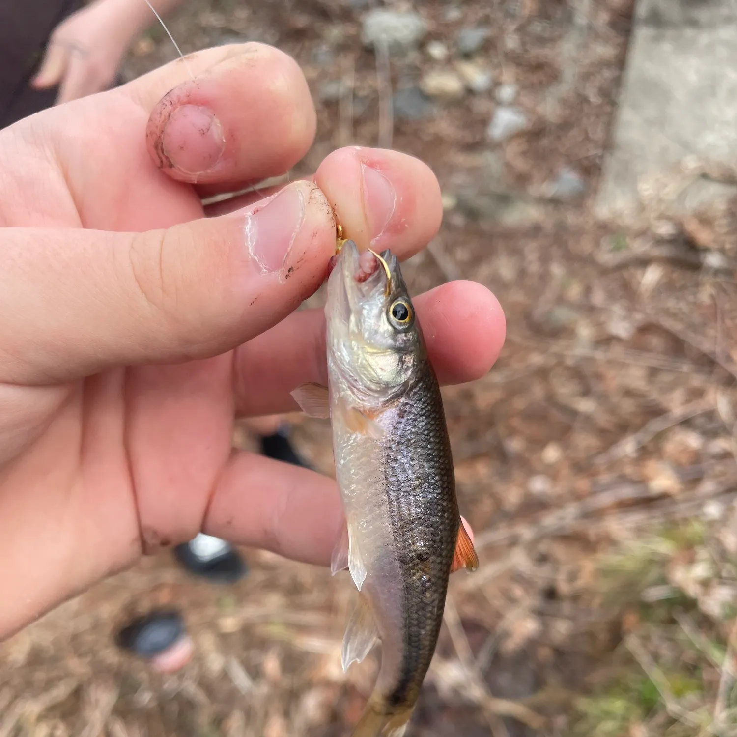 The most recent Blackstripe topminnow catches on Fishbrain