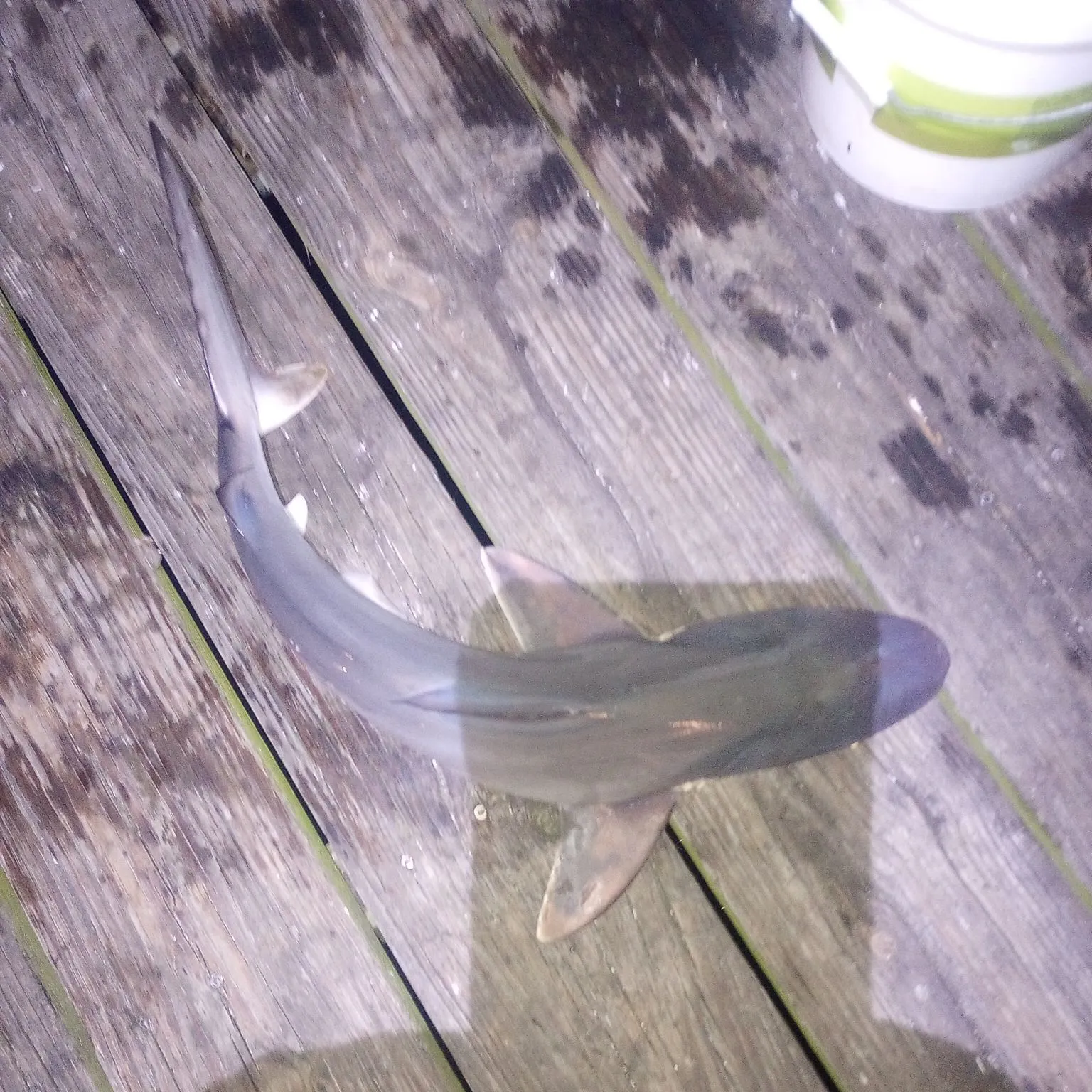 The most recent Atlantic sharpnose shark catches on Fishbrain