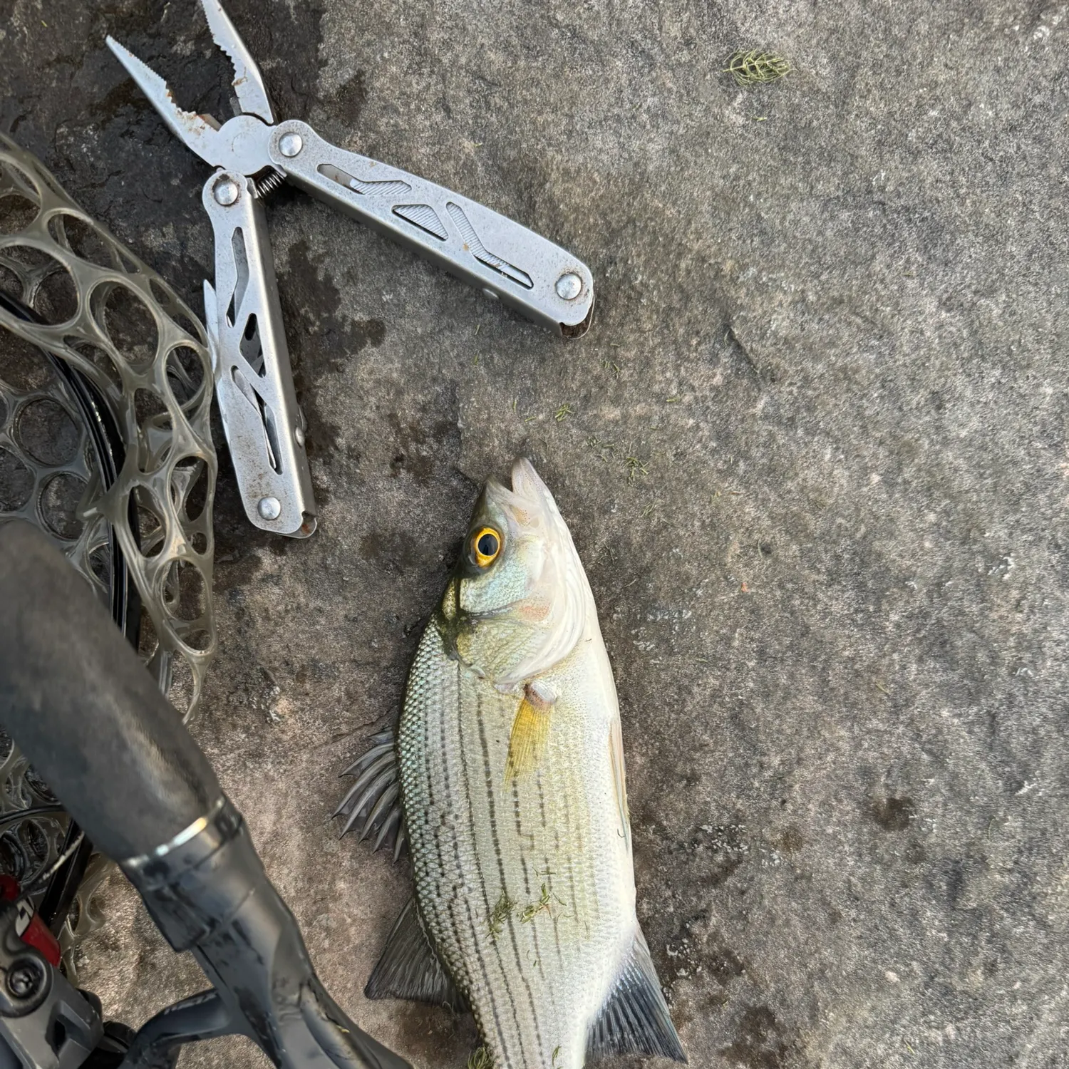 White bass caught on Fishbrain
