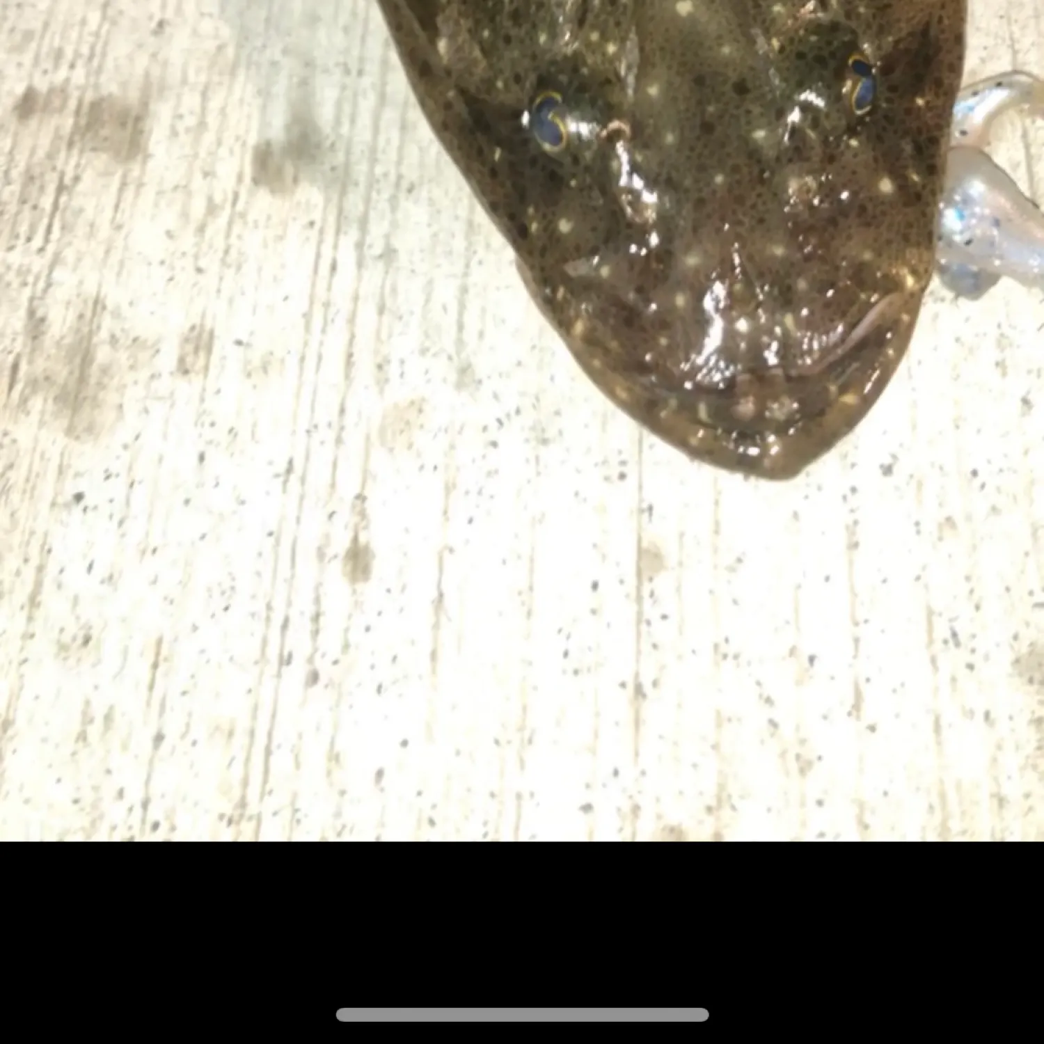 The most popular recent Estuary perch catch on Fishbrain