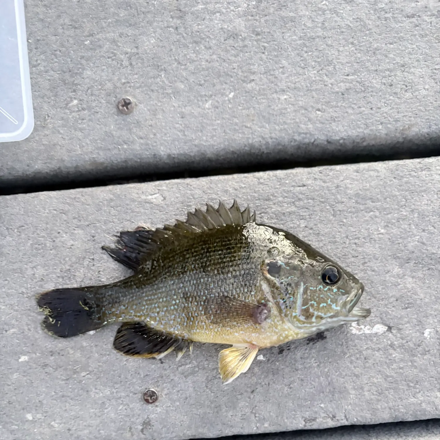 The most recent Green sunfish catches on Fishbrain