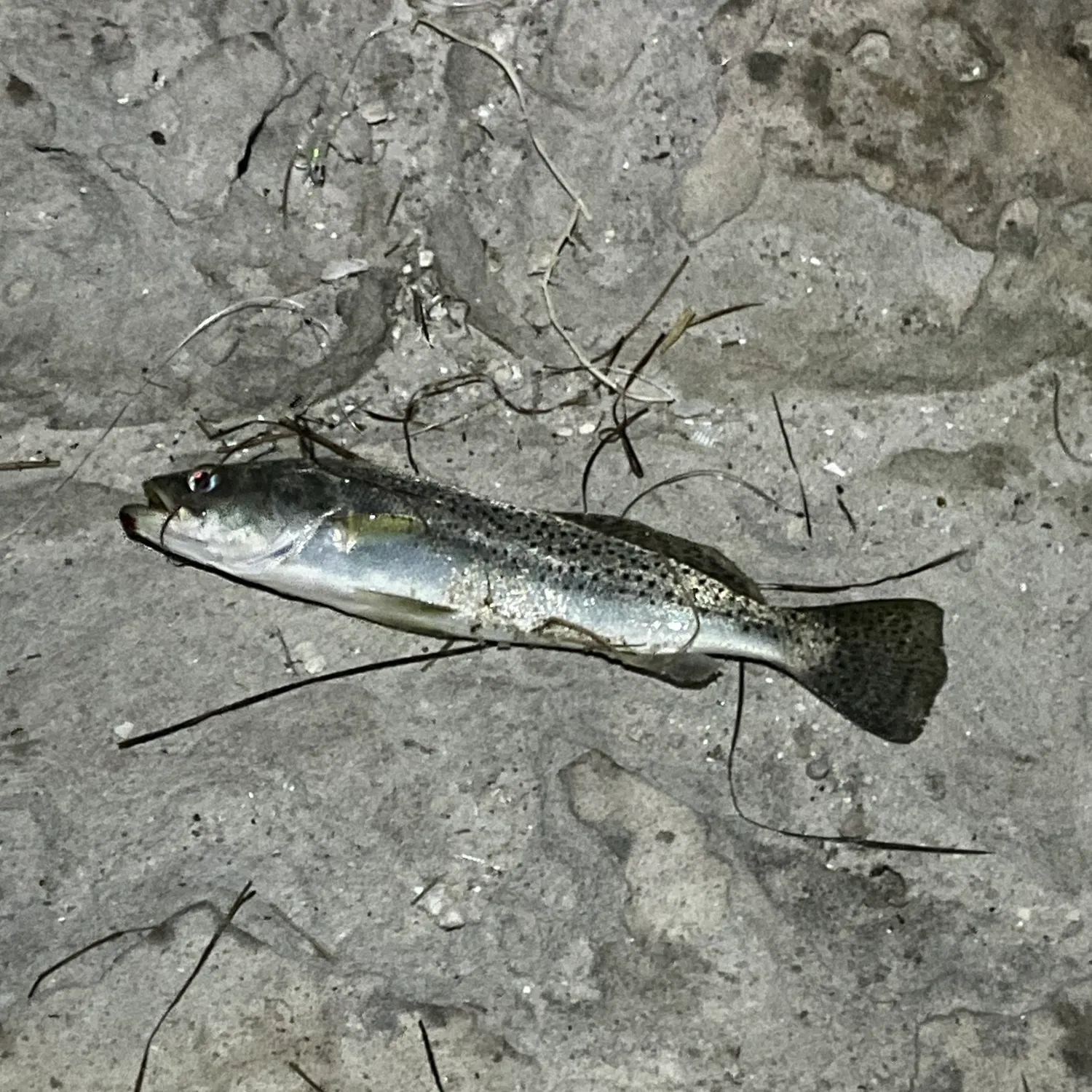 Spotted seatrout caught on Fishbrain