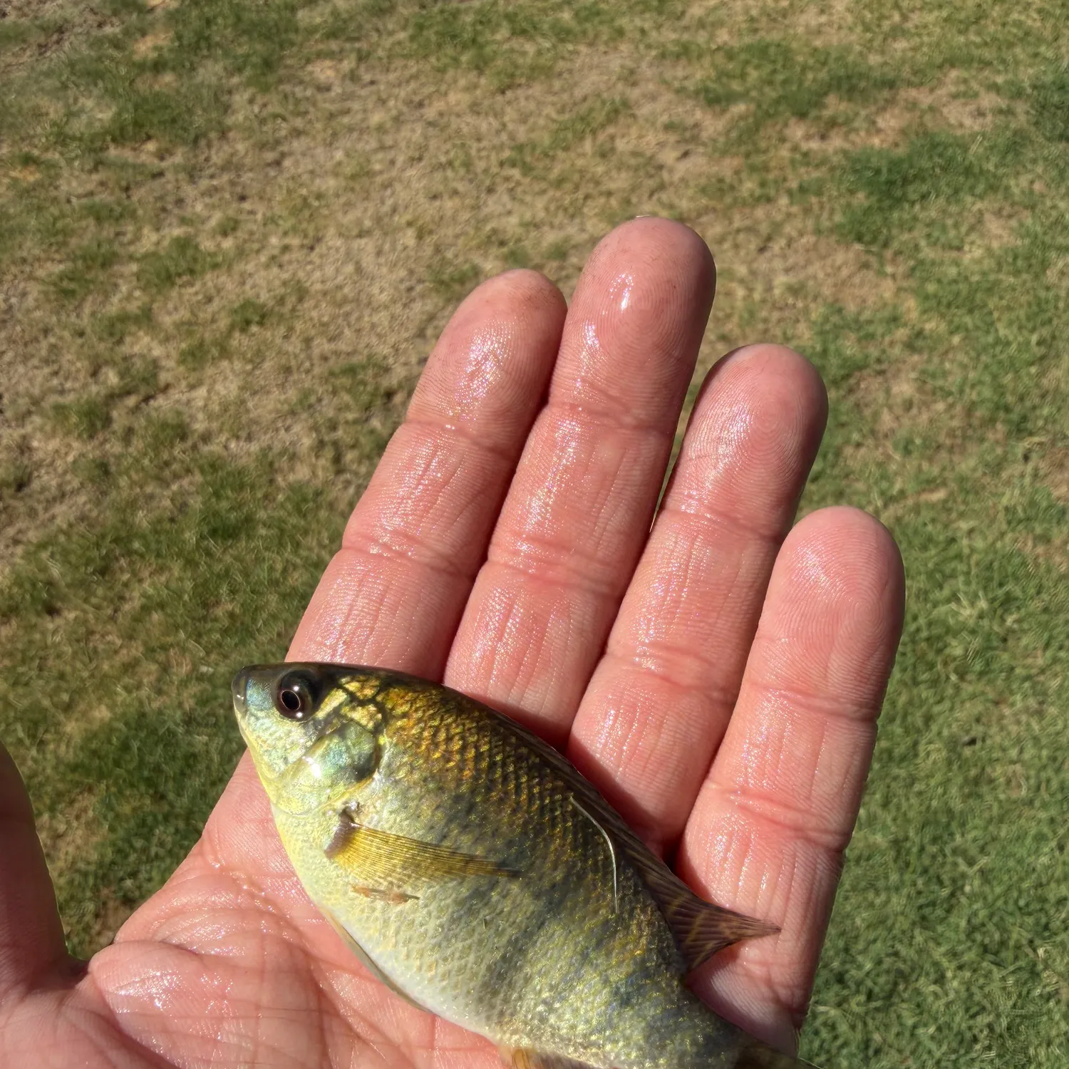 The most recent Redbreast tilapia catches on Fishbrain