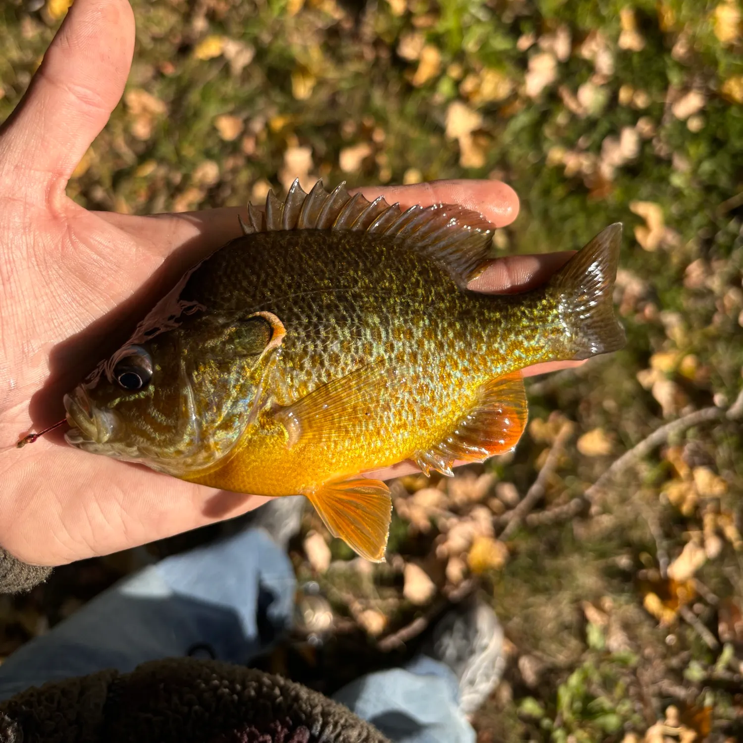 Pumpkinseed caught on Fishbrain