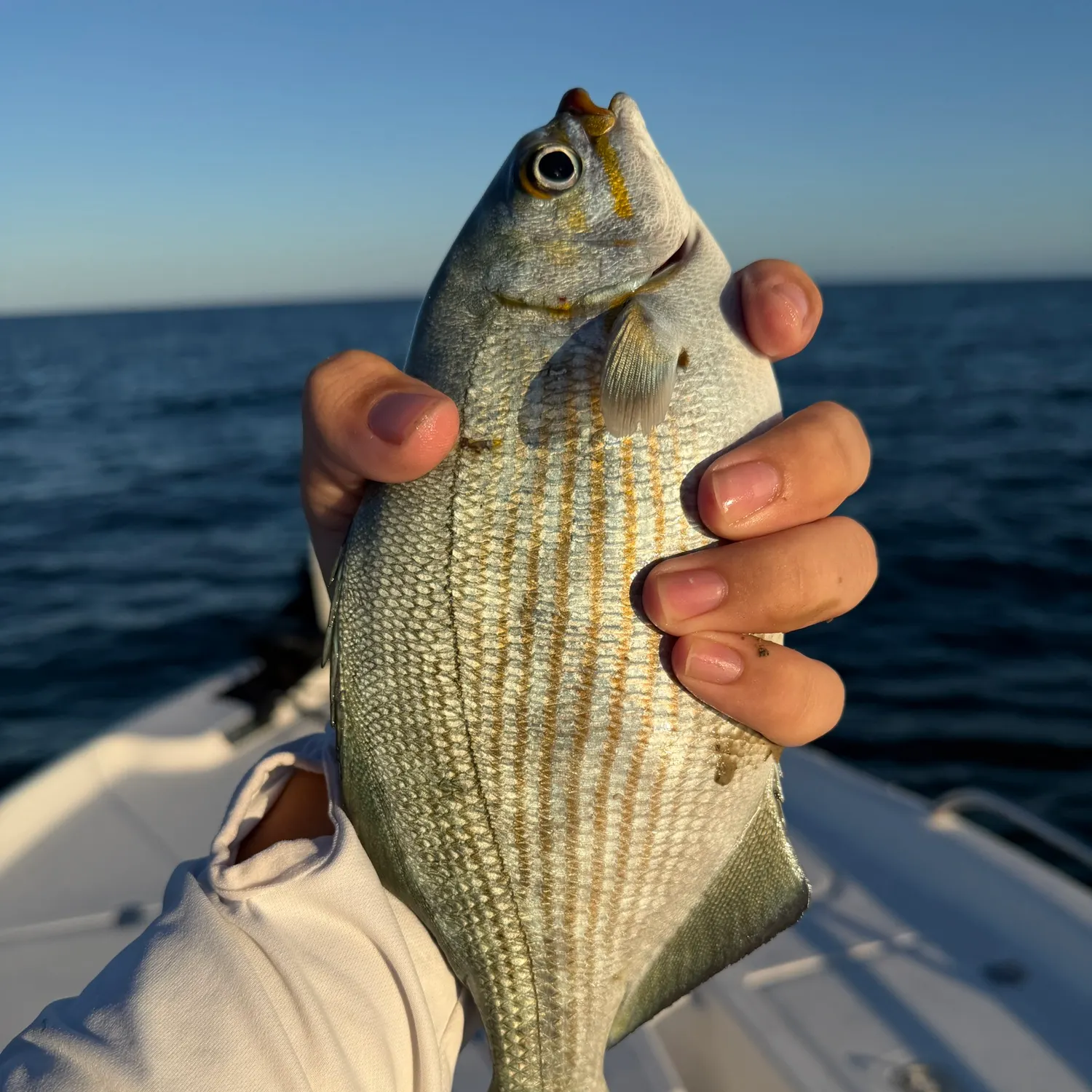 The most recent Bermuda sea chub catches on Fishbrain
