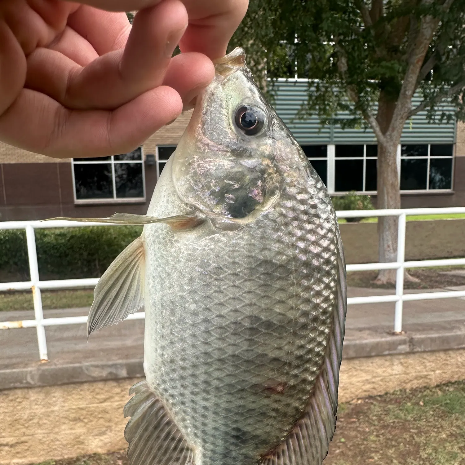 Blue tilapia caught on Fishbrain