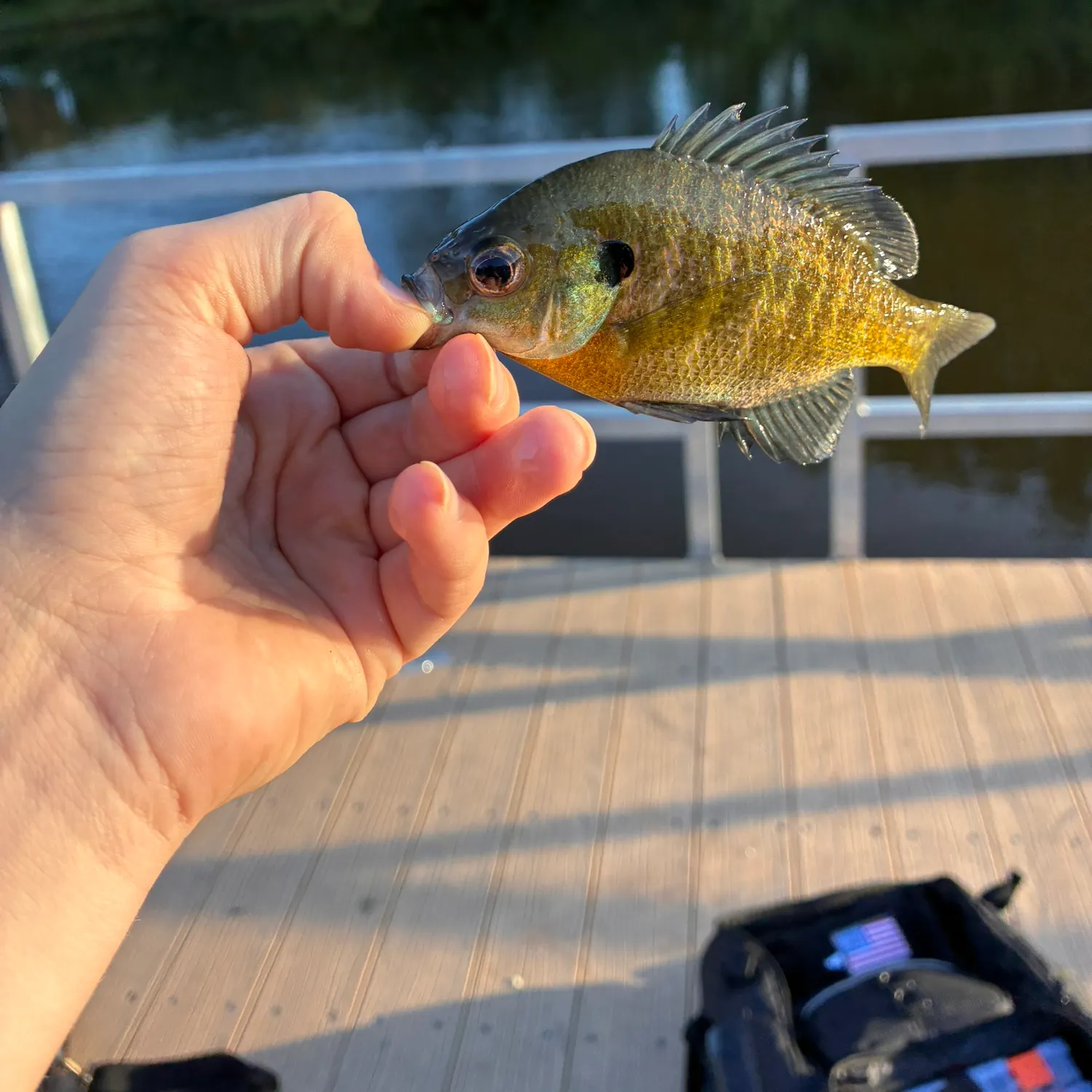 Bluegill caught on Fishbrain