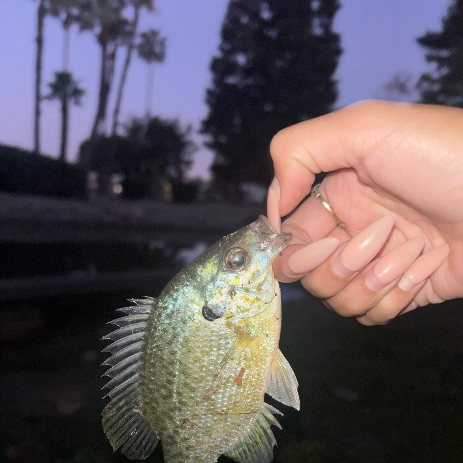 Bluegill caught on Fishbrain
