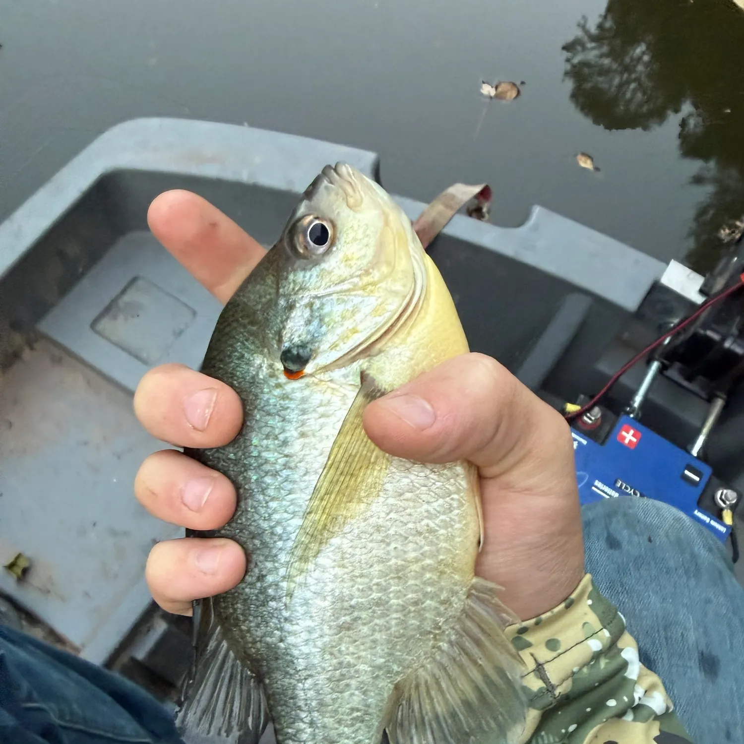 Redear sunfish caught on Fishbrain