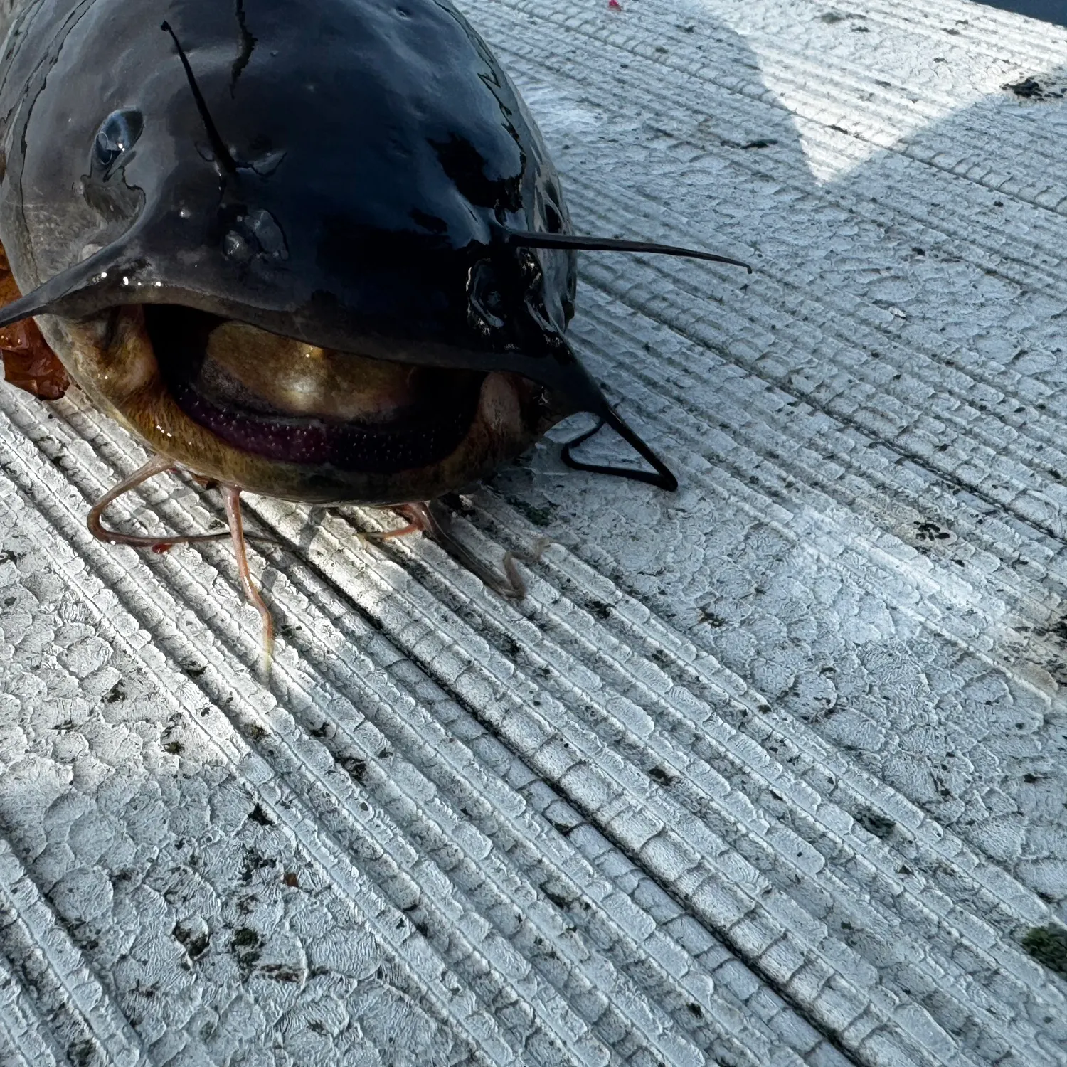 Black bullhead caught on Fishbrain