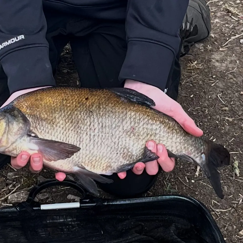 The most recent Common bream catches on Fishbrain