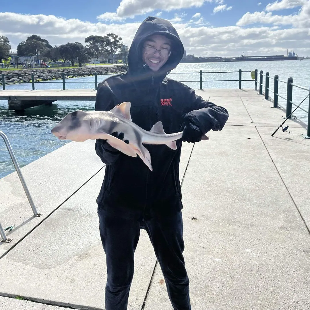 Port Jackson shark caught on Fishbrain
