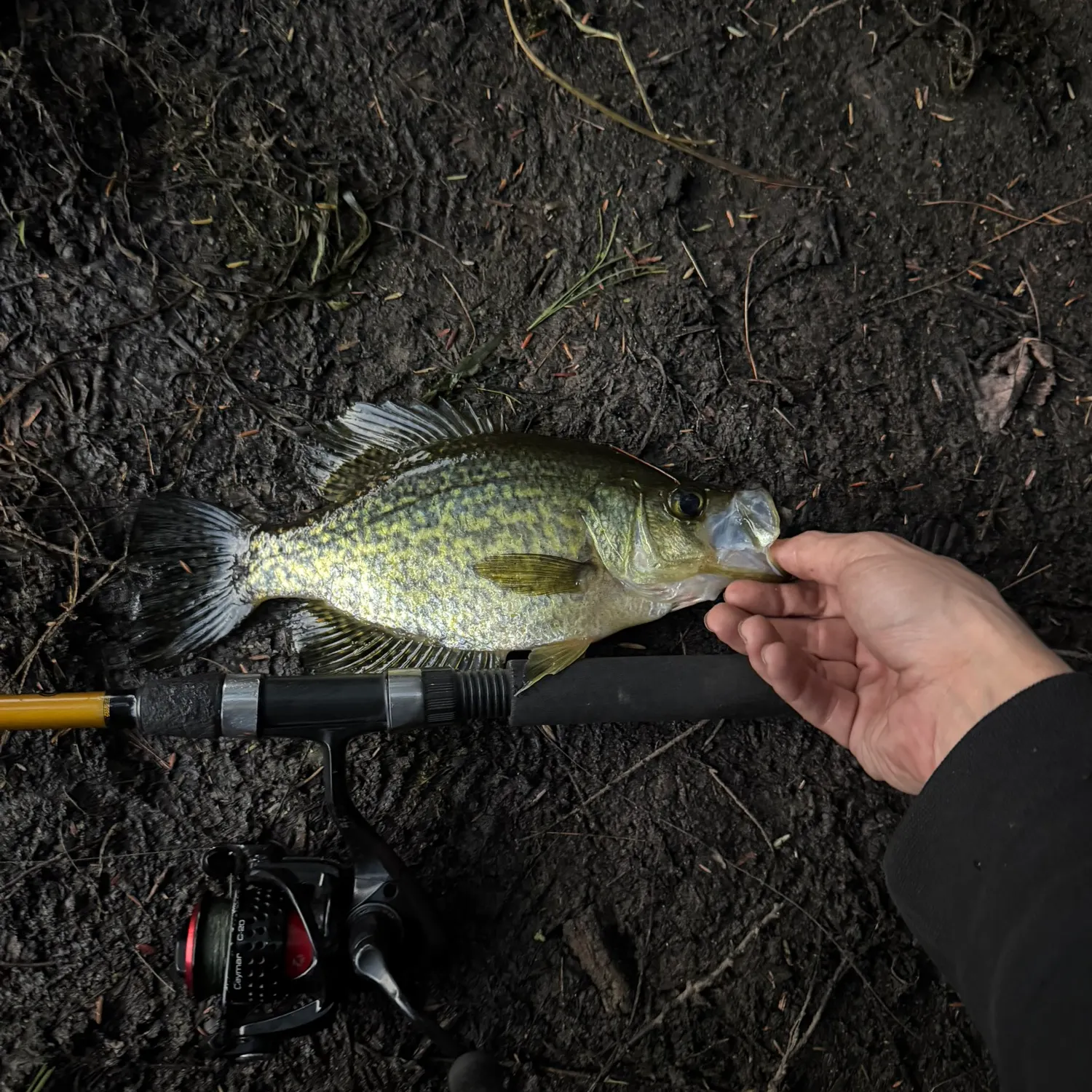 Black crappie caught on Fishbrain