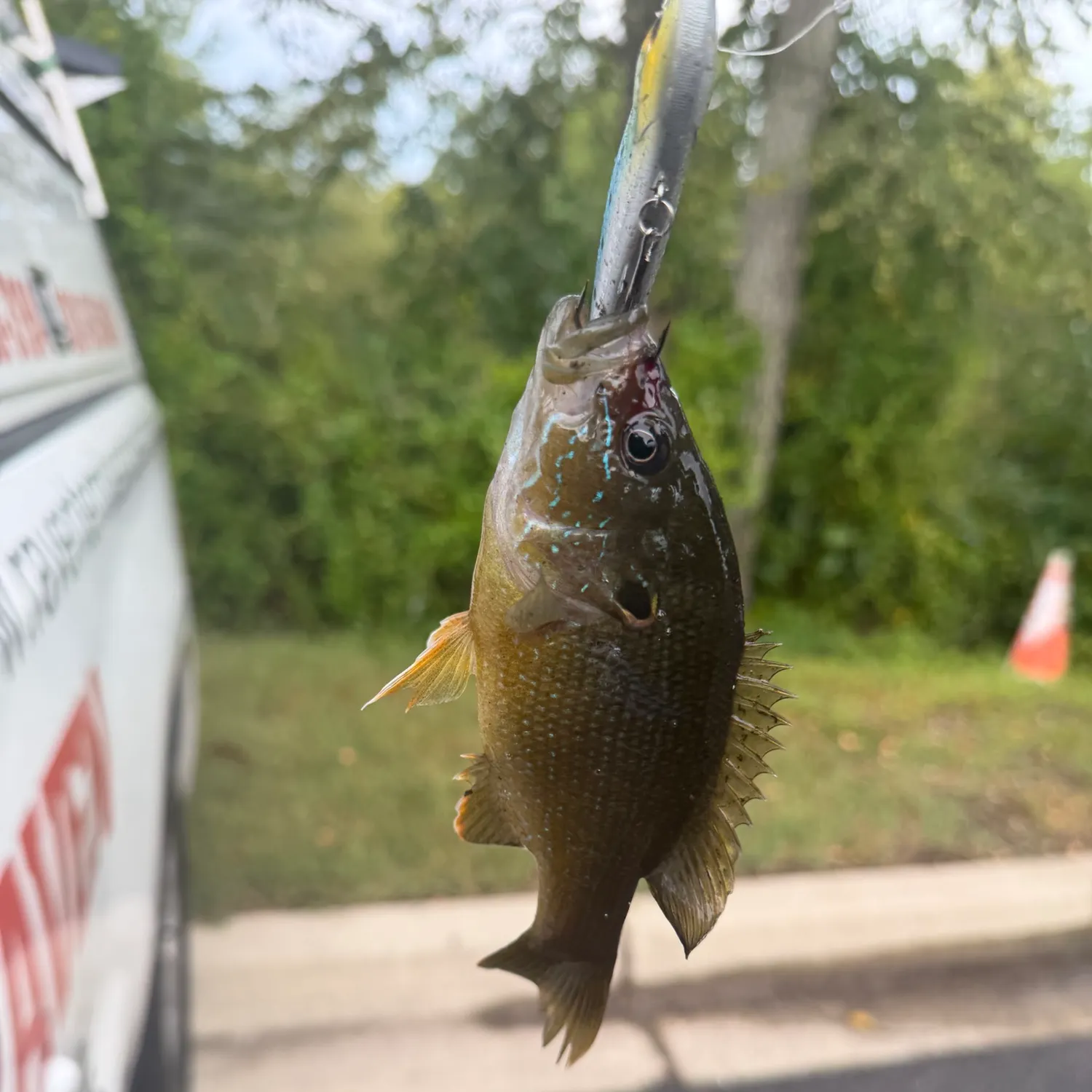 Bluegill caught on Fishbrain