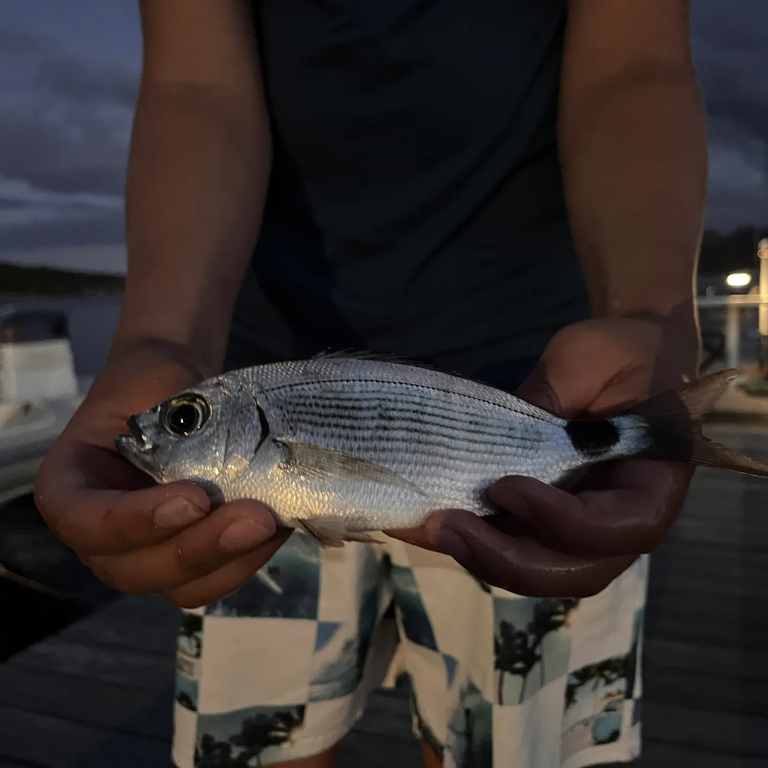 Saddled seabream caught on Fishbrain