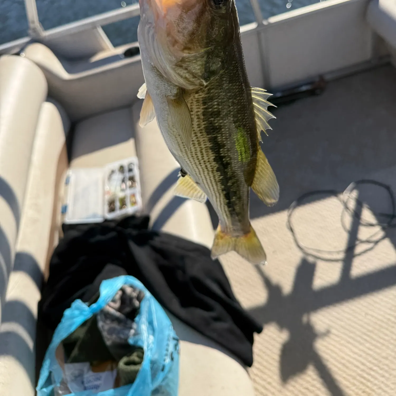 Spotted bass caught on Fishbrain