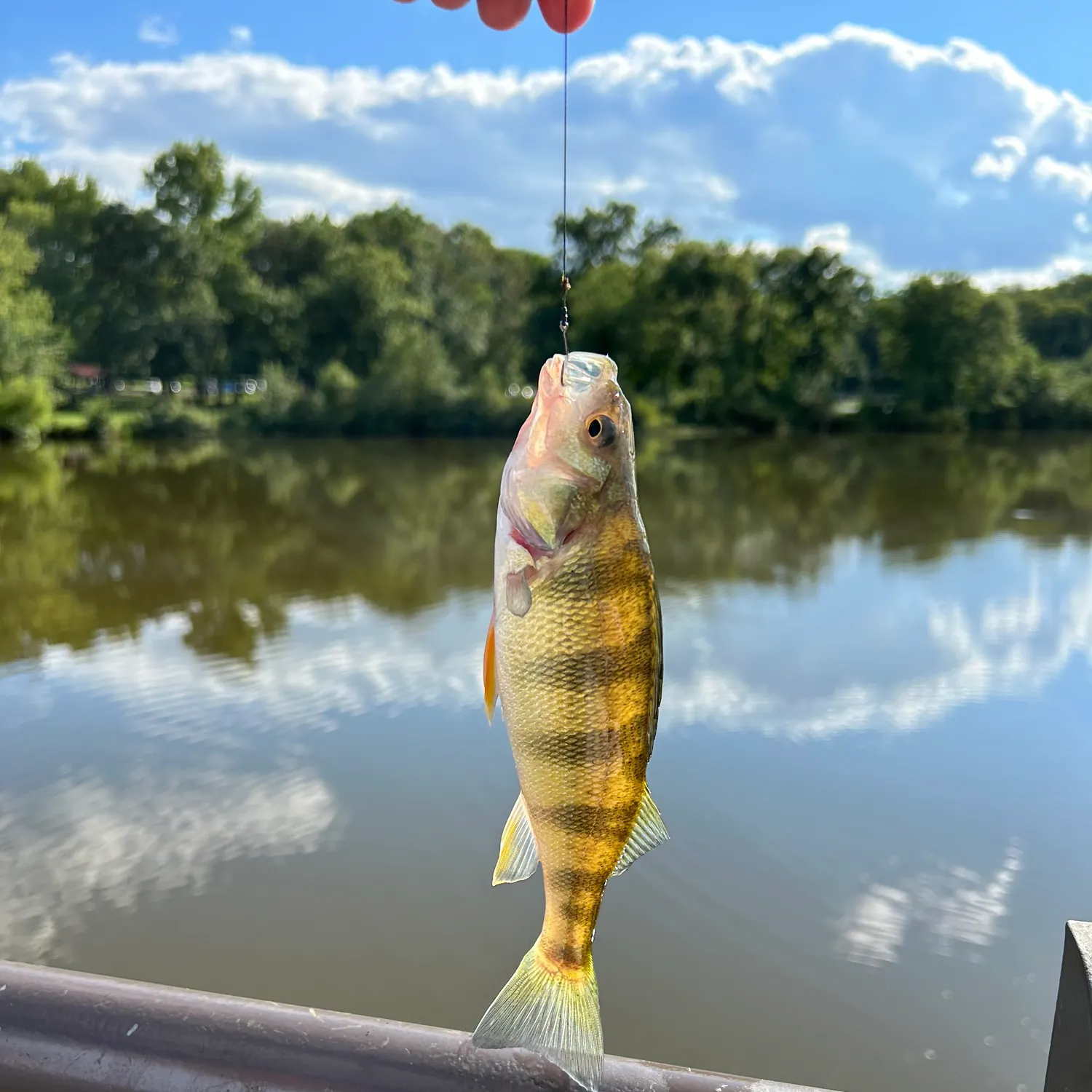 Yellow perch caught on Fishbrain