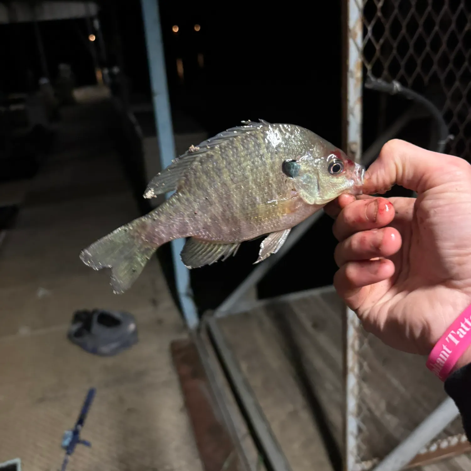 Bluegill caught on Fishbrain