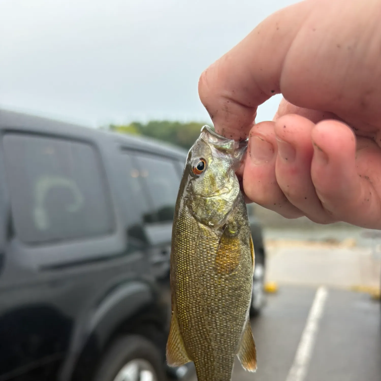 Smallmouth bass caught on Fishbrain
