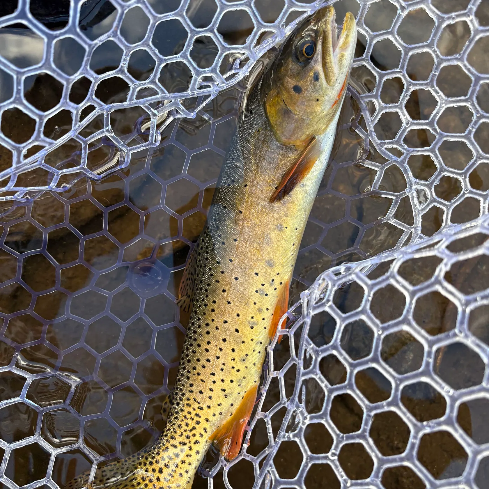 The most recent Cutthroat trout catches on Fishbrain