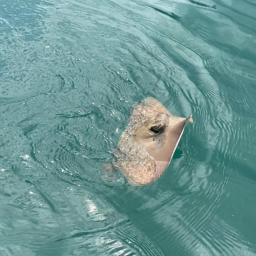The most recent Atlantic stingray catches on Fishbrain