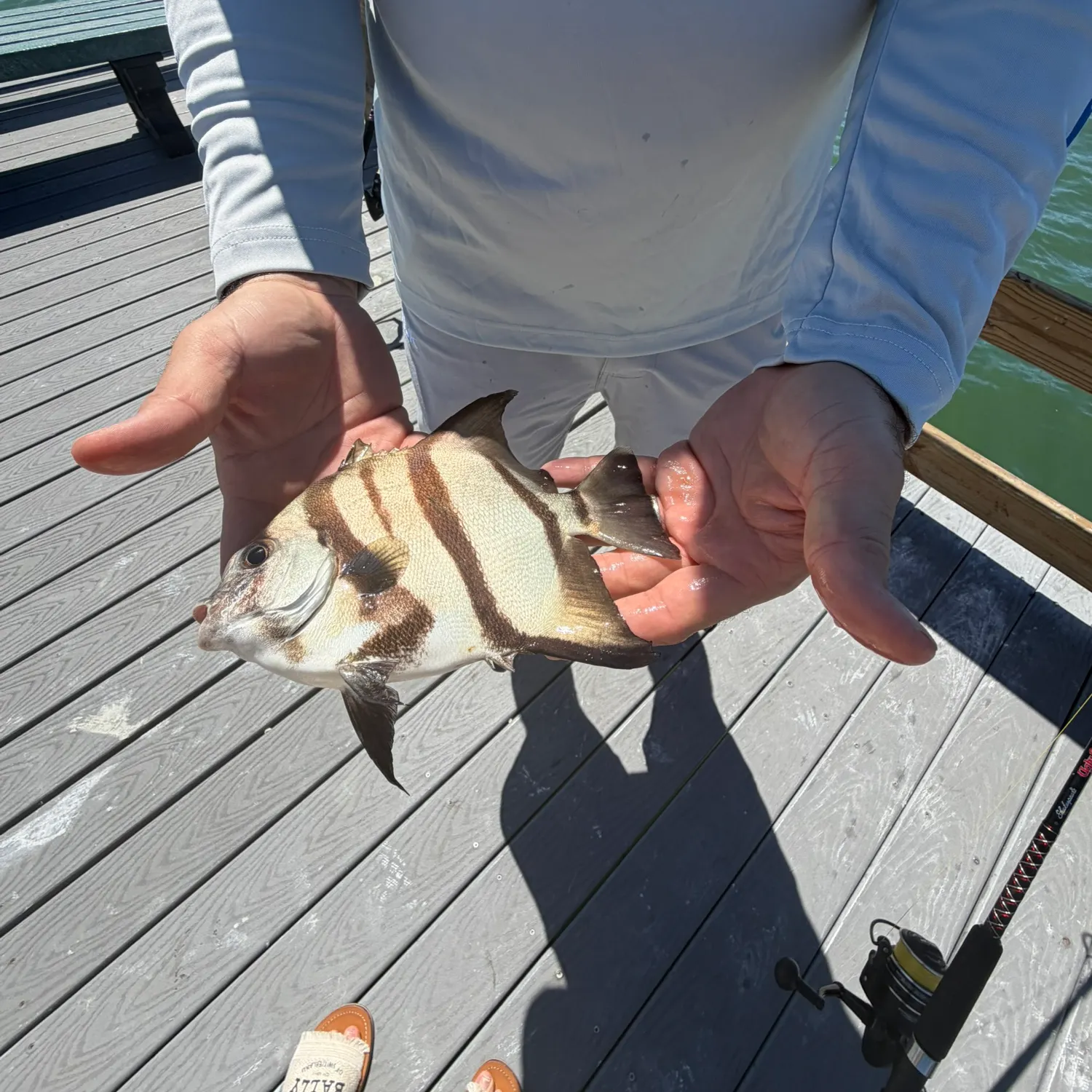 The most recent Atlantic spadefish catches on Fishbrain