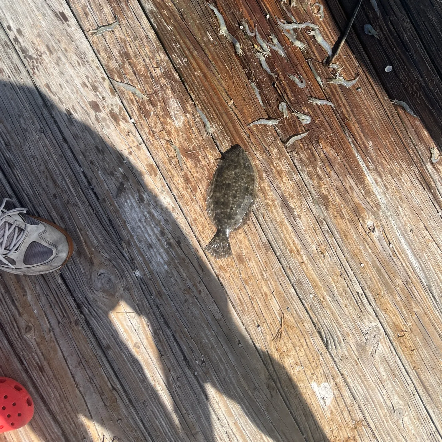 Summer flounder caught on Fishbrain