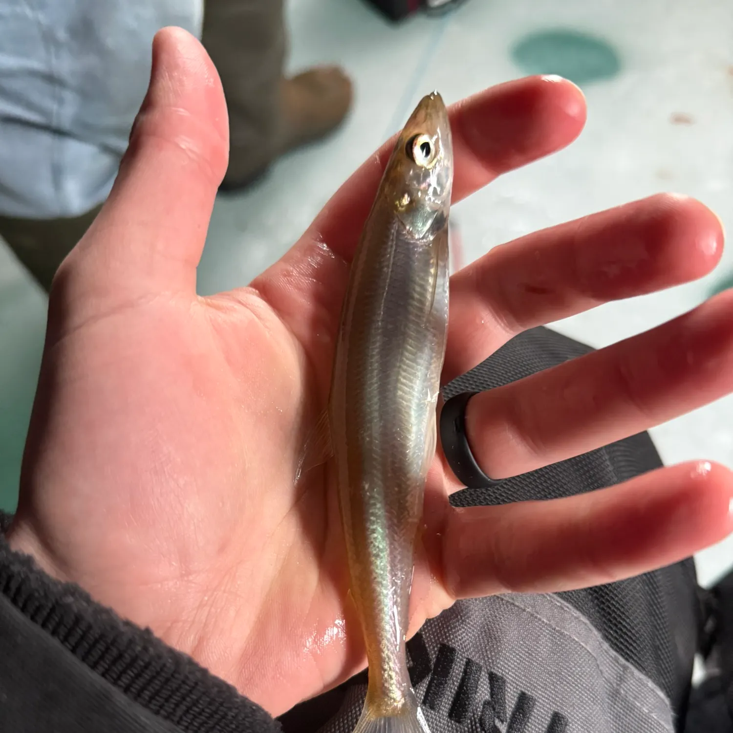 The most recent Atlantic rainbow smelt catches on Fishbrain