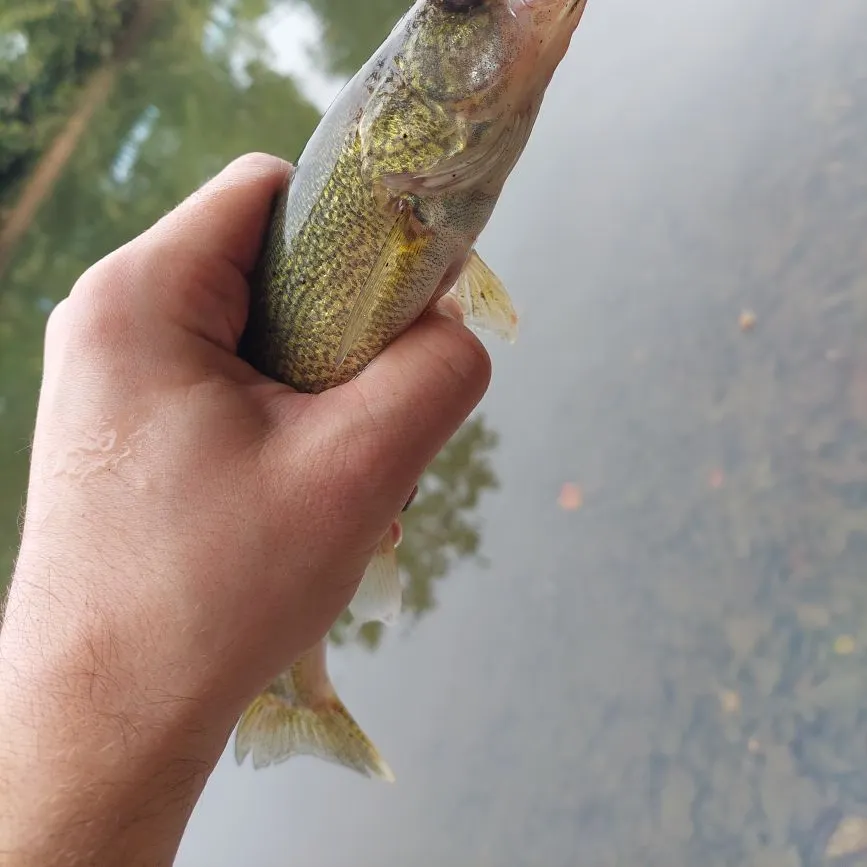 Walleye caught on Fishbrain