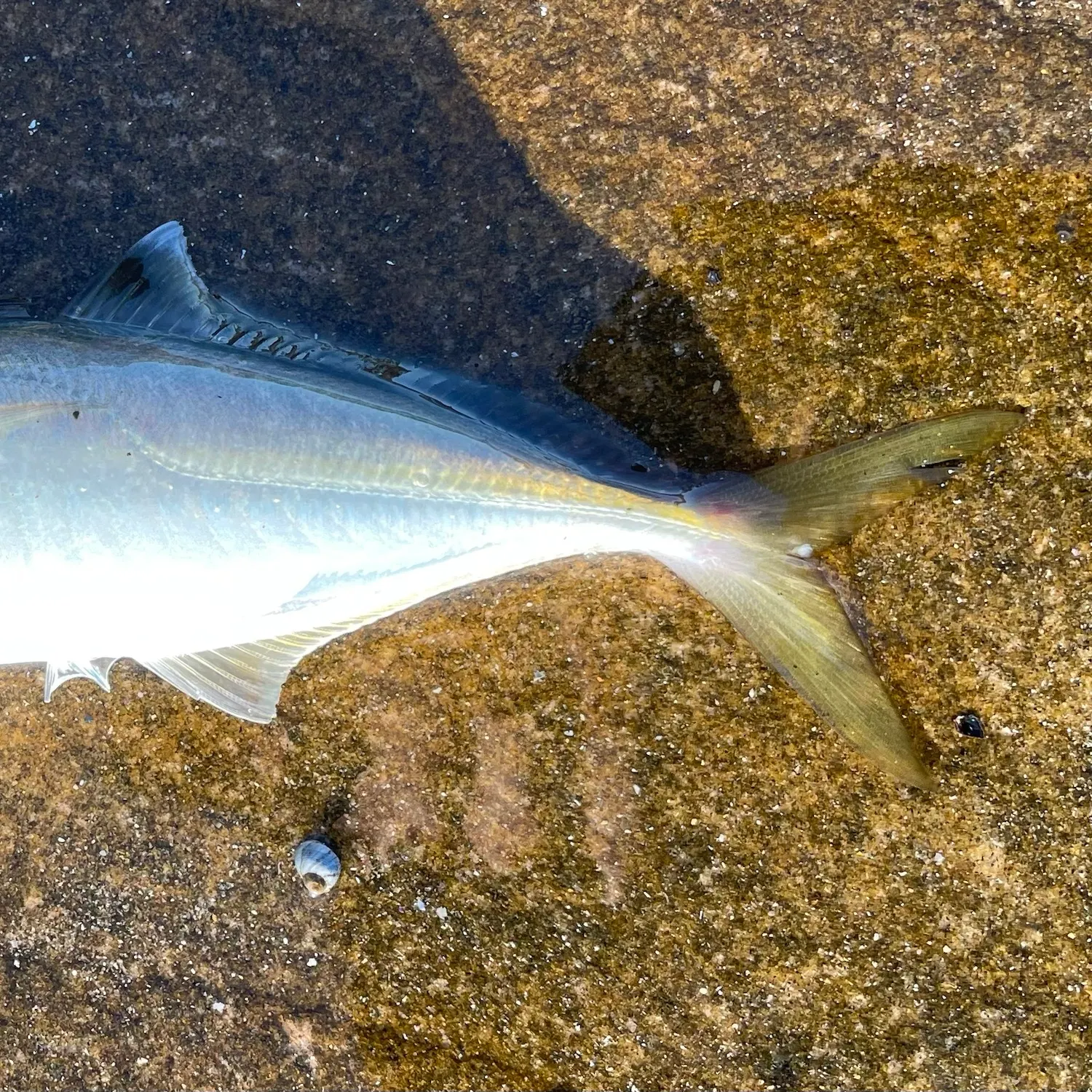 The most recent Yellowtail scad catches on Fishbrain