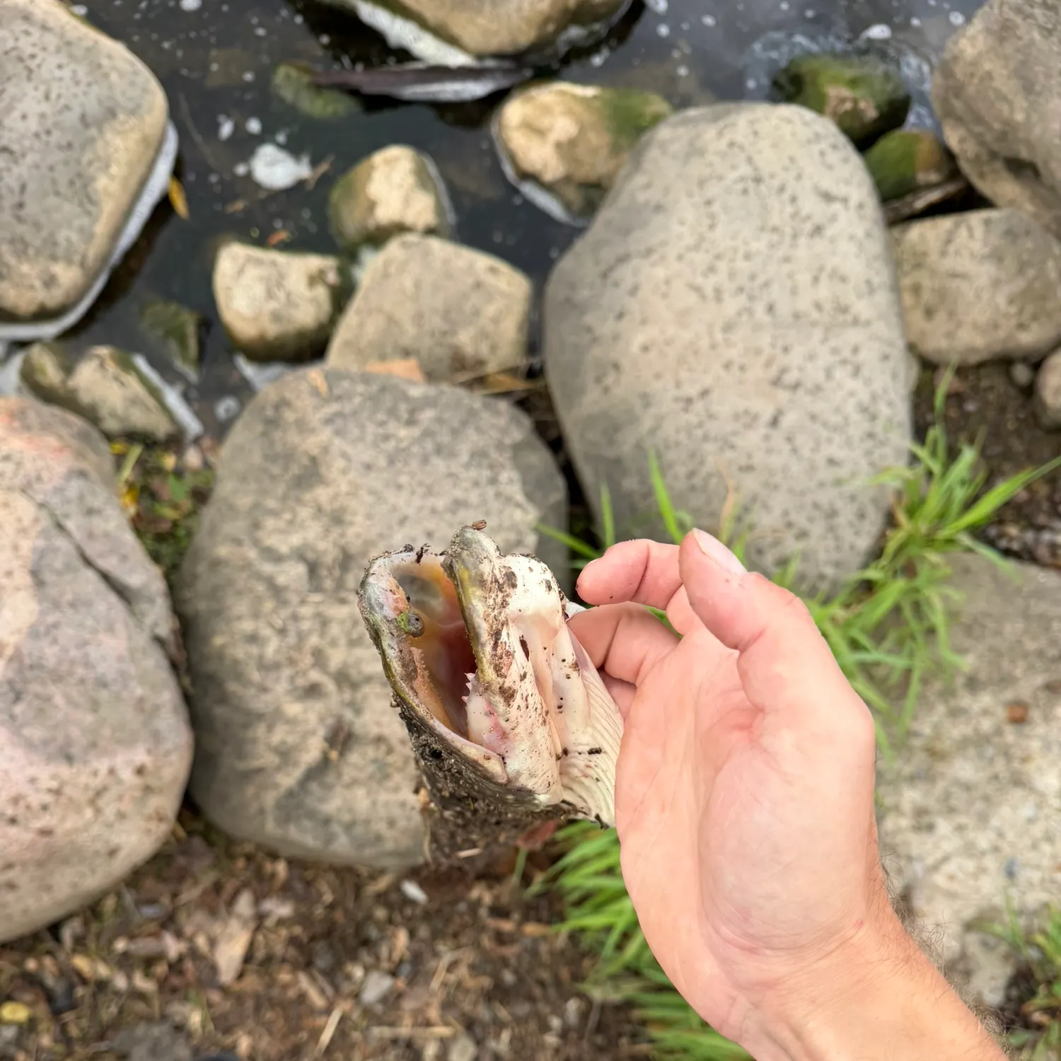 Northern pike caught on Fishbrain