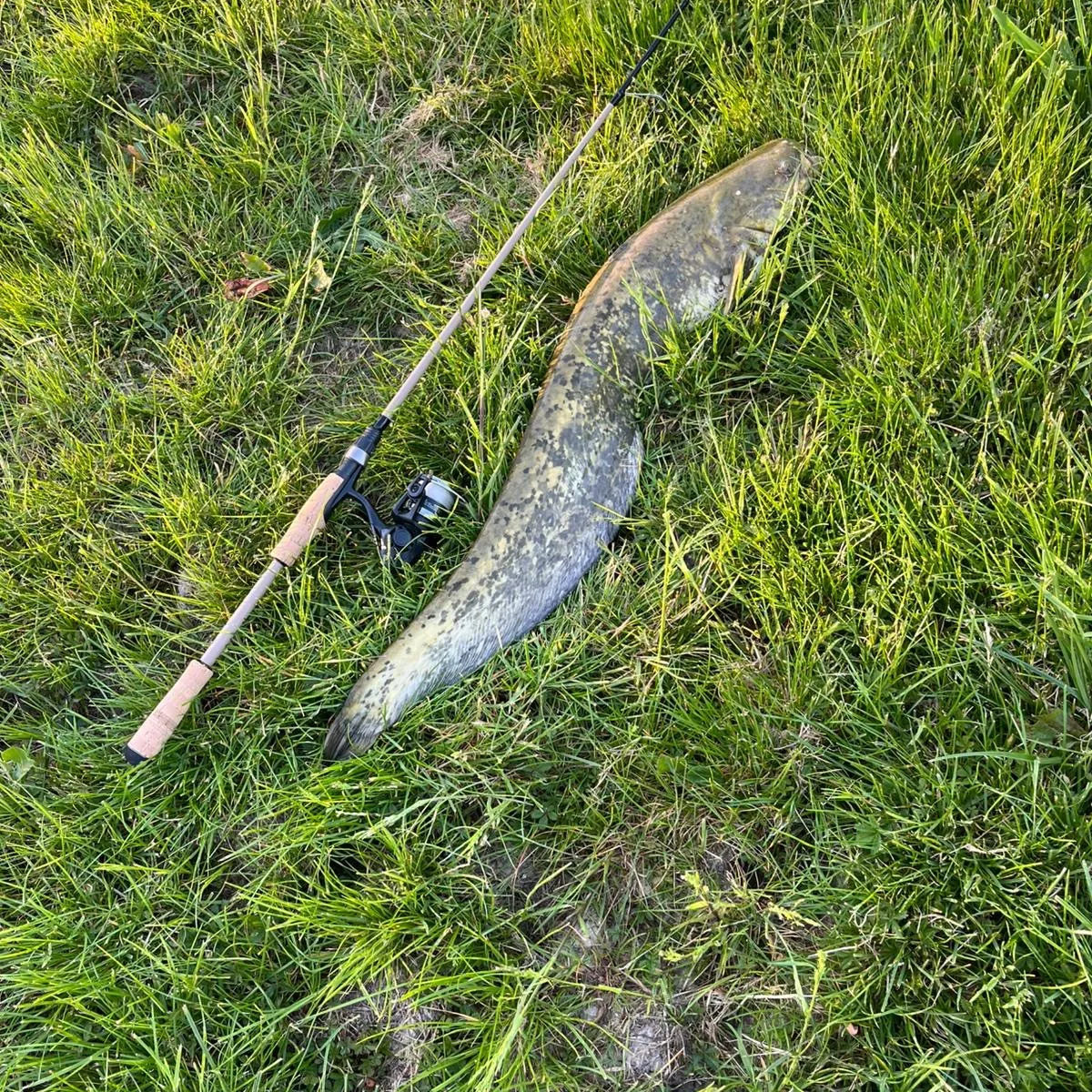 The most recent Wels catfish catches on Fishbrain