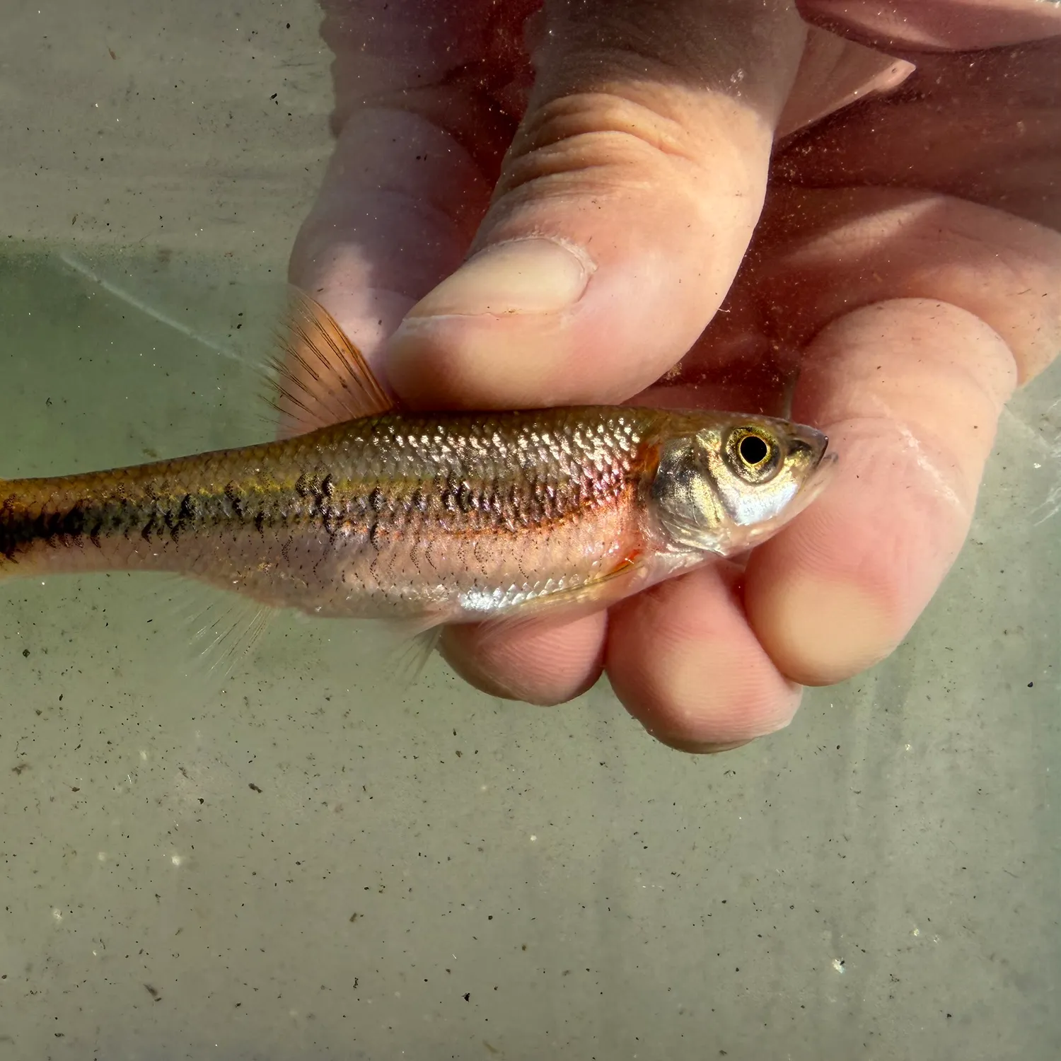 The most recent Rosyside dace catches on Fishbrain
