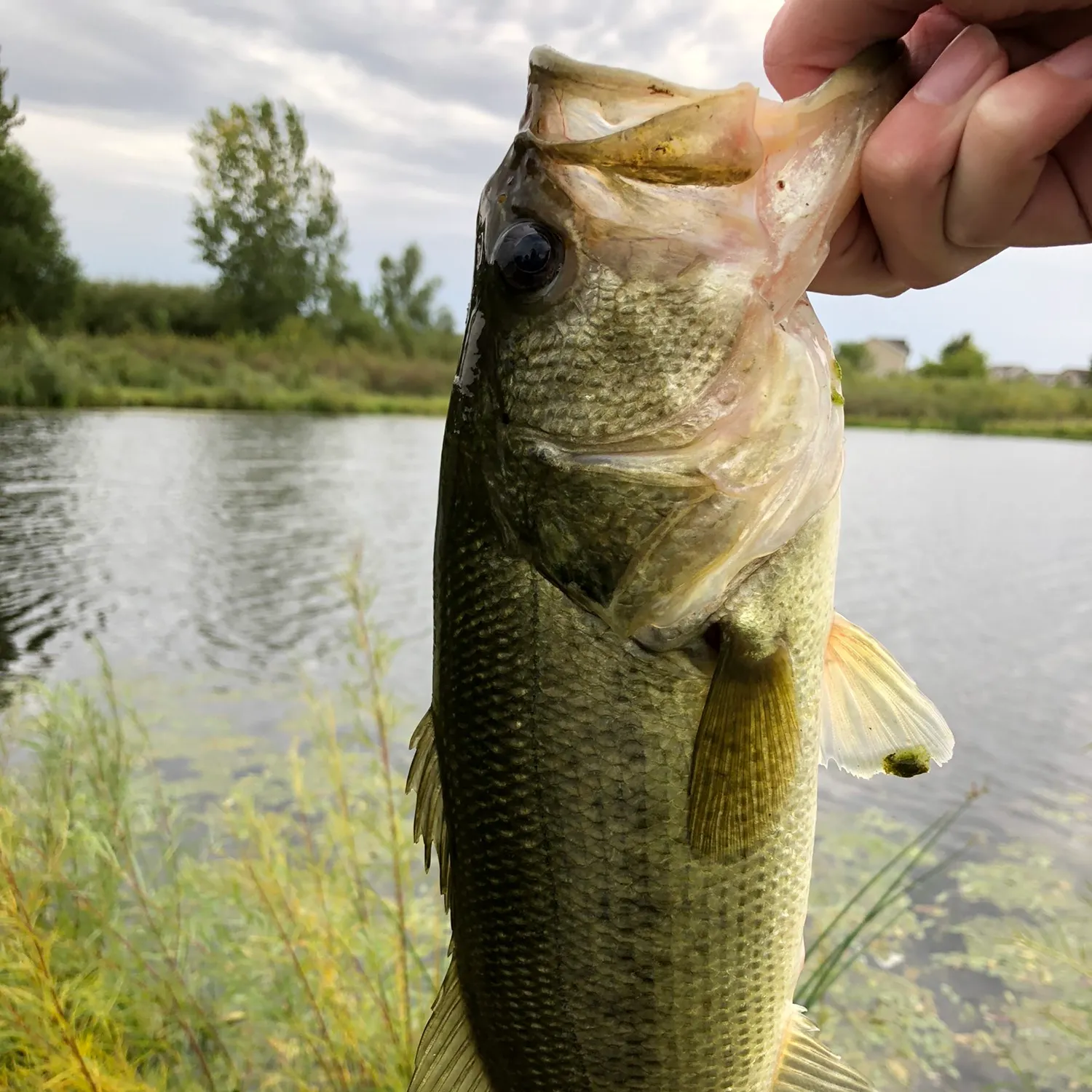 angler catch