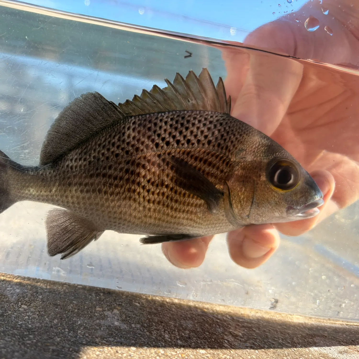 The most recent Sailor's choice grunt catches on Fishbrain