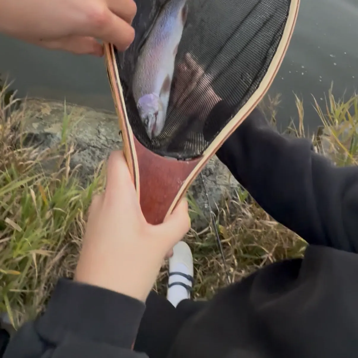 Rainbow trout caught on Fishbrain