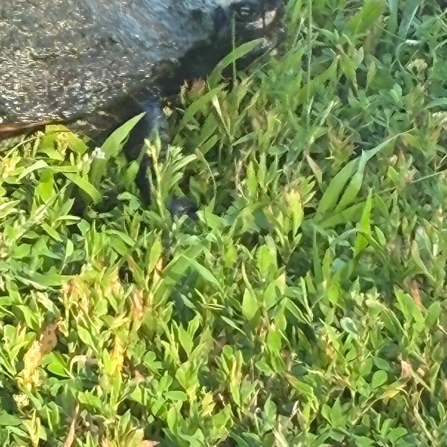 The most recent River cooter turtle catches on Fishbrain